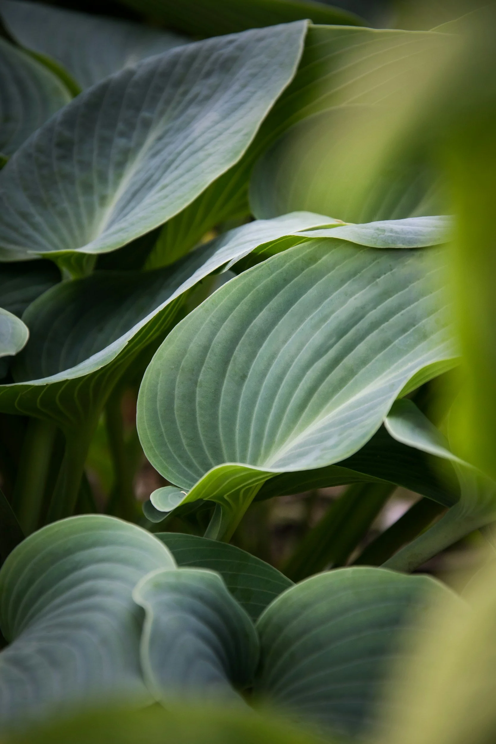 Close-up of large, overlapping green leaves with prominent veins, likely from a hosta plant.