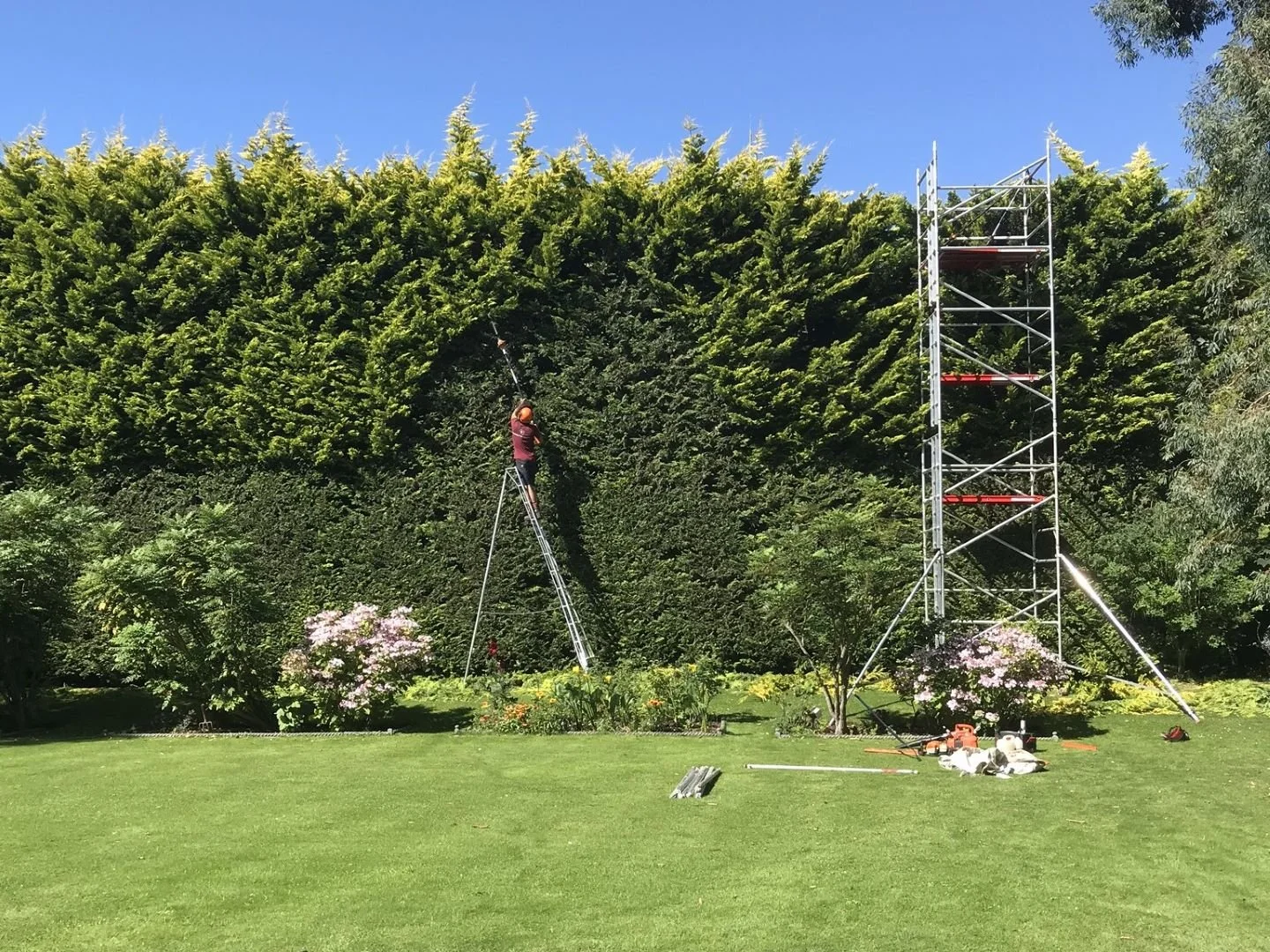 Hedge-trimming-cutting-tendring-tree-surgery.jpg