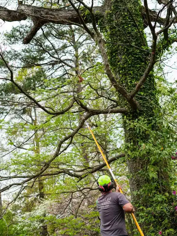 A person wearing a helmet and safety gear pruning or trimming a tall tree with a long pole saw in a lush green forest area.