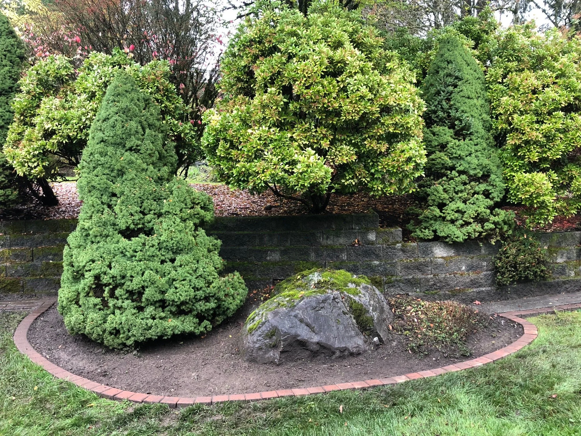A landscaped garden bed with three large, well-manicured green bushes and a moss-covered rock, bordered by a curved brick edging, with a brick retaining wall and taller trees in the background.