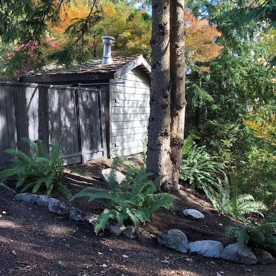 Small shed with a chimney in a wooded area, surrounded by ferns and trees.