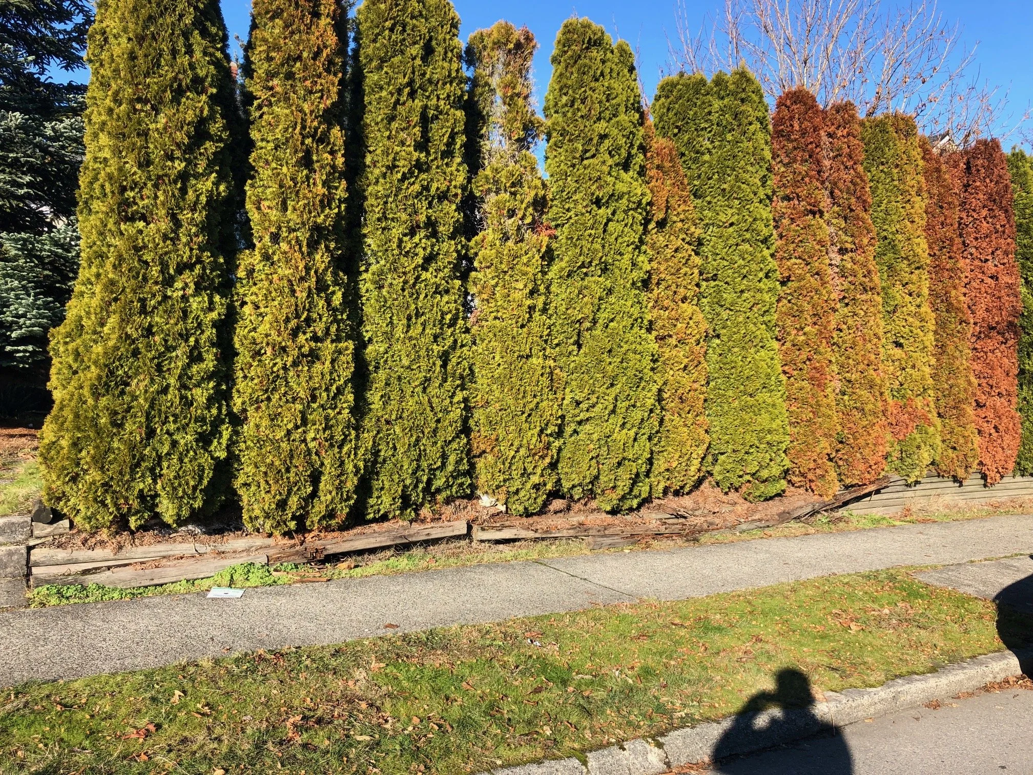 Row of tall, dense evergreen trees with some leaves turning red and brown, planted behind a wooden border along a sidewalk, under a clear blue sky.