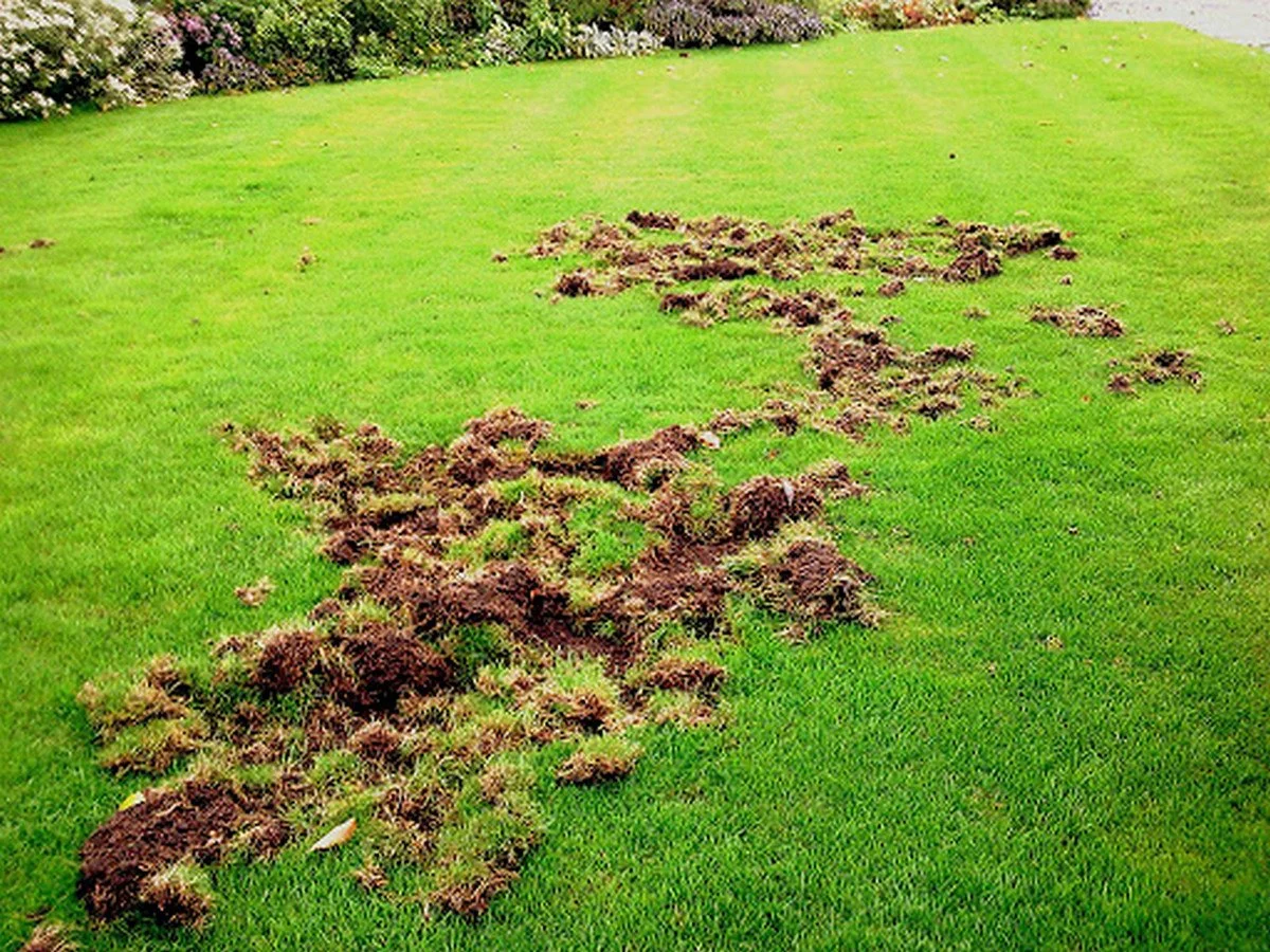 Grub Treatment (Chafer Beetle)