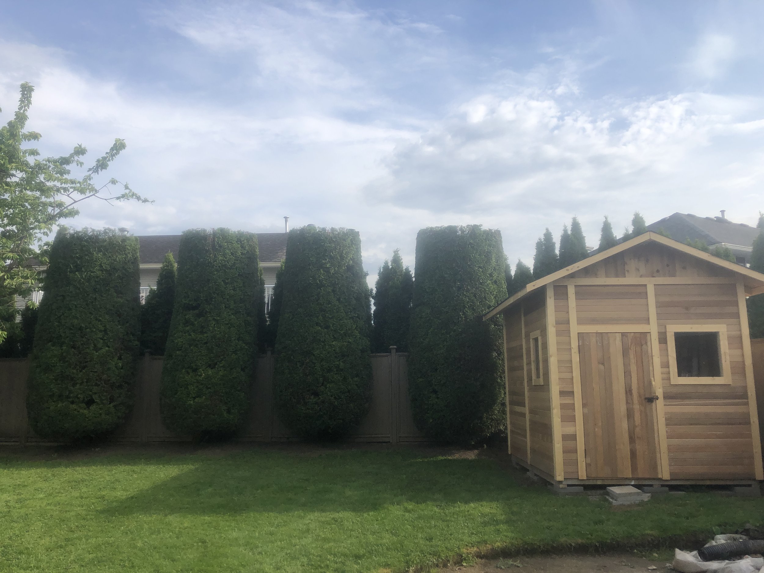 A backyard scene with tall, neatly trimmed bushes and a small wooden shed on a grassy lawn, with a house and cloudy sky in the background.