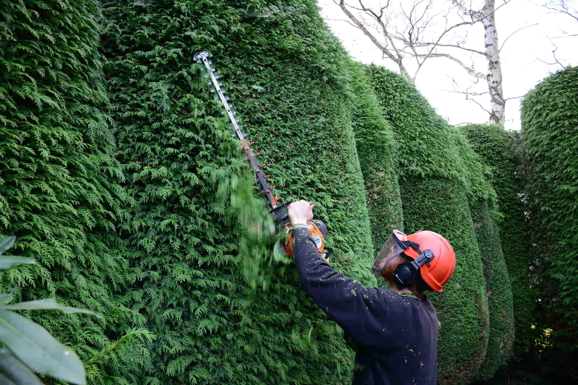 A person wearing a red safety helmet, ear protection, and a black long-sleeve shirt is trimming a tall, dense green hedge with a long-handled pruning tool.
