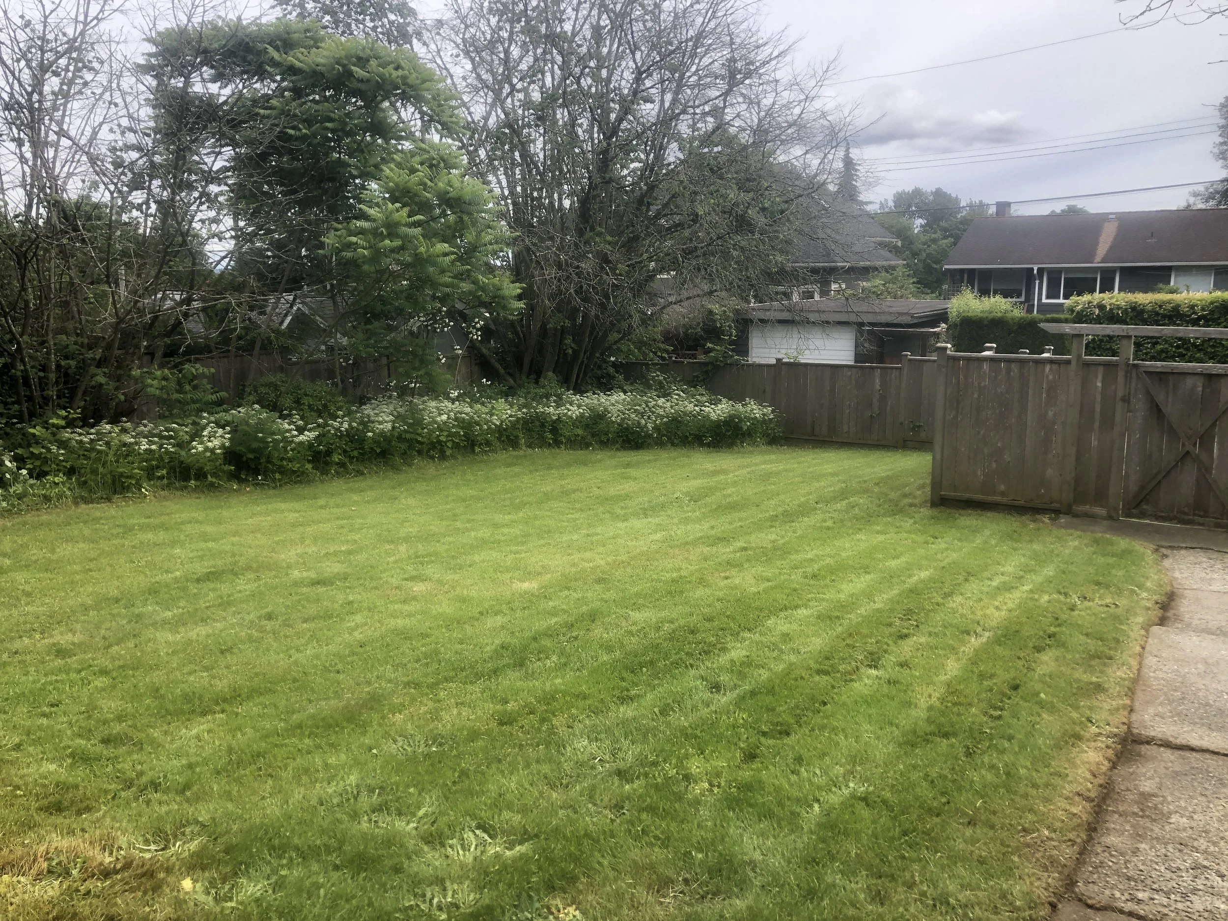 A backyard with a well-maintained green lawn, a wooden fence, trees and bushes along the fence, neighboring houses in the background, and an overcast sky.