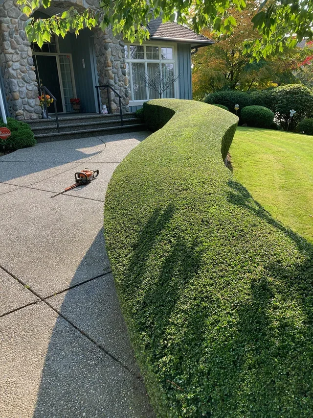 A neatly trimmed curved hedge lines a sidewalk in front of a house, with a chainsaw placed on the ground nearby.