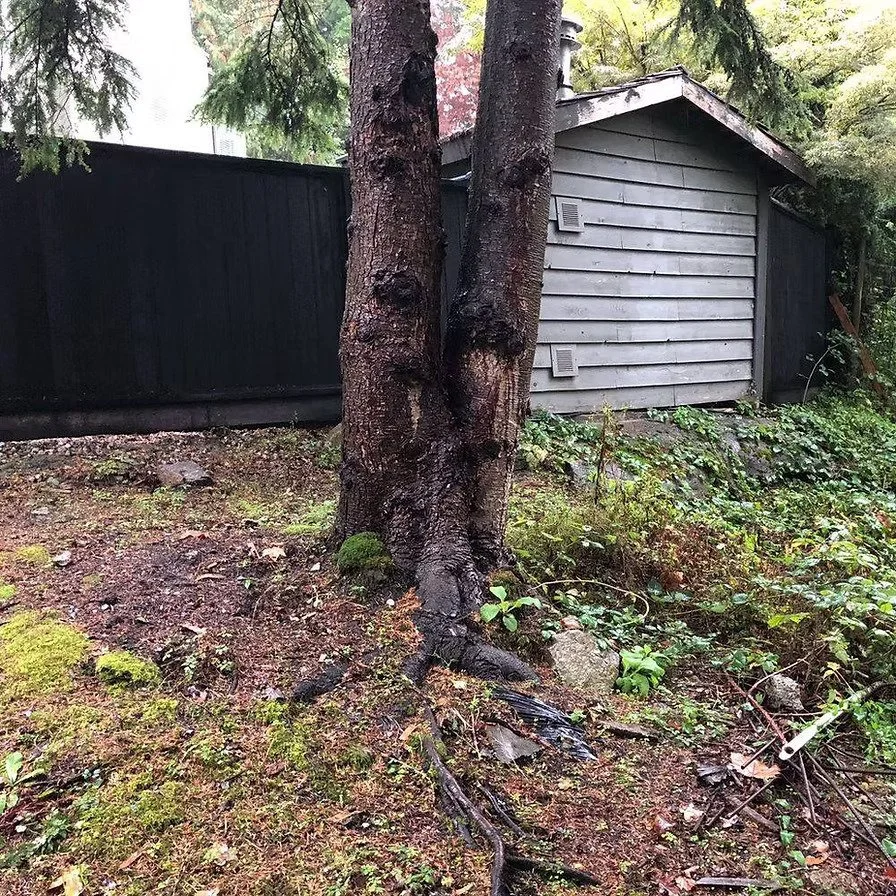 Tree in front of a small grey house with a sloped roof, surrounded by green vegetation and a black fence.