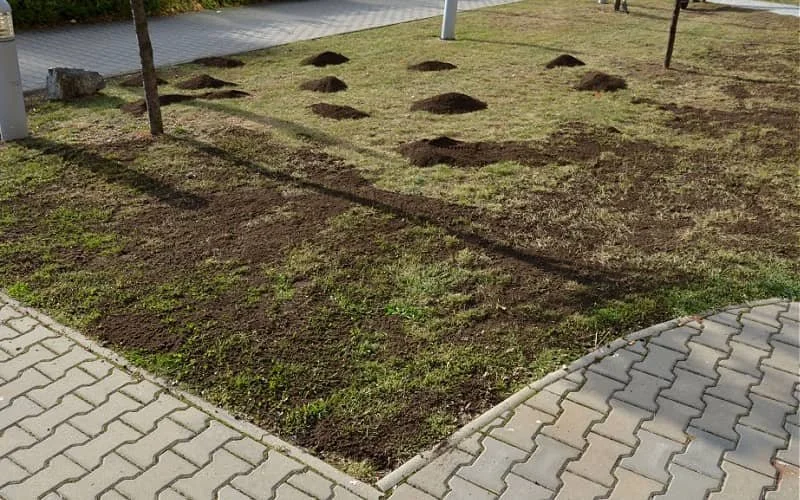 topdressing overseeding lawn care