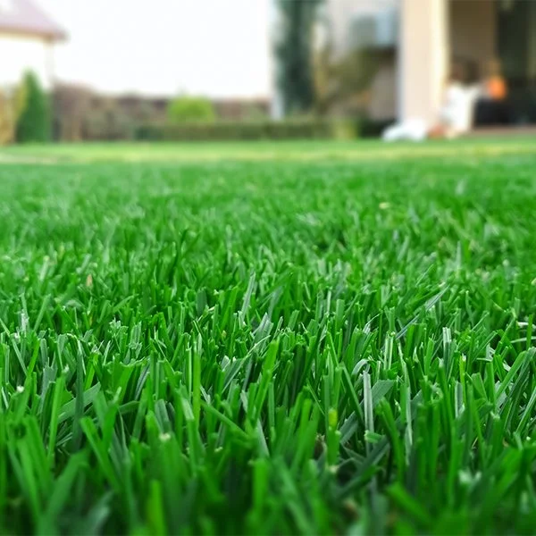 Close-up of a lush green grass lawn with a blurred background of a house and garden.