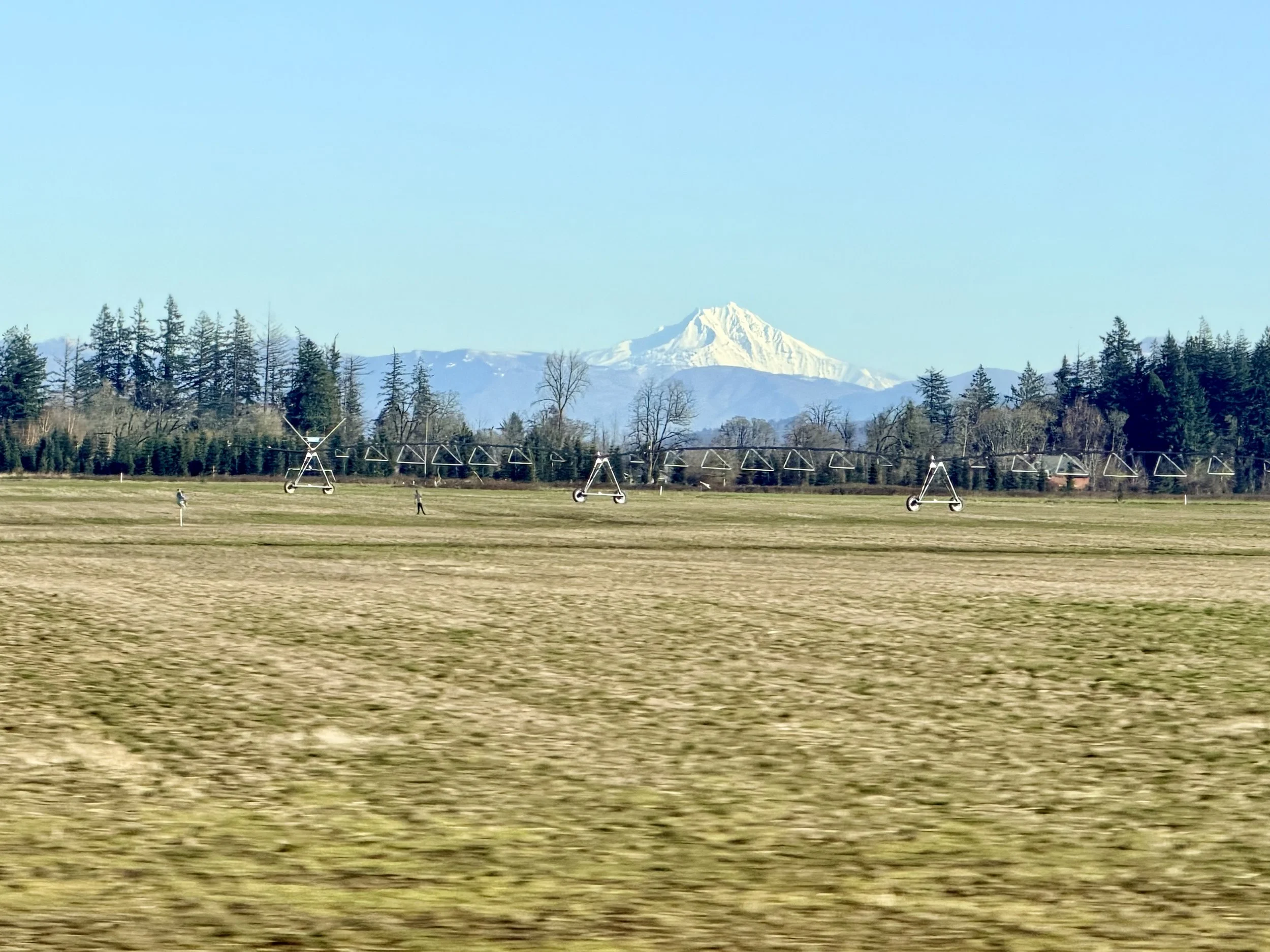 Open grassy field with irrigation system, trees in the background, and a snow-capped mountain in the distance under a clear blue sky.