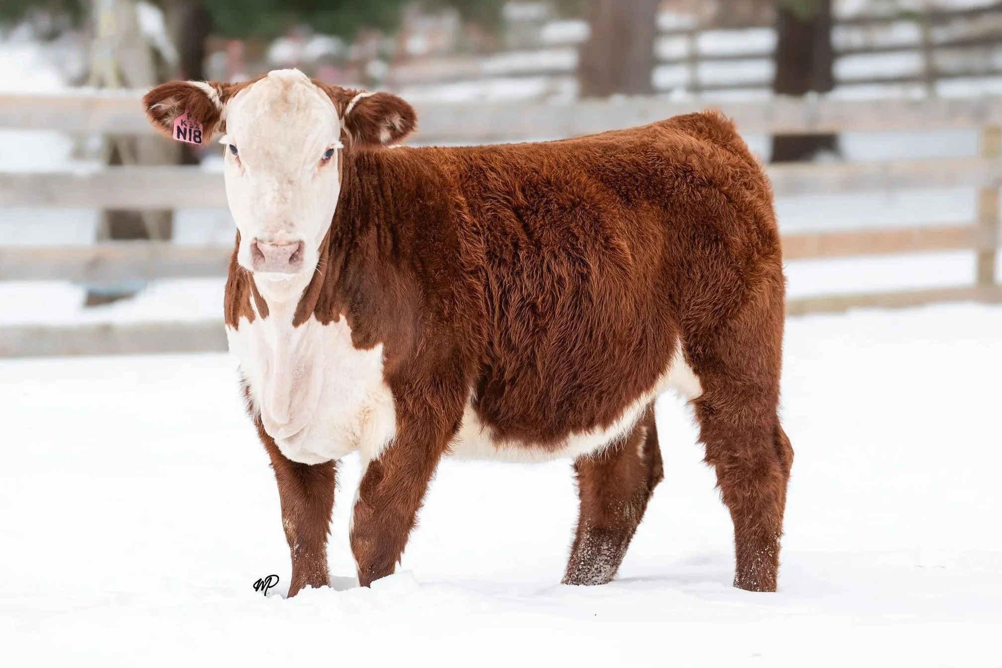 Lot 412 in Michigan Beef Expo. Hereford open heifer for sale. Grand Star Power K32 405F N18