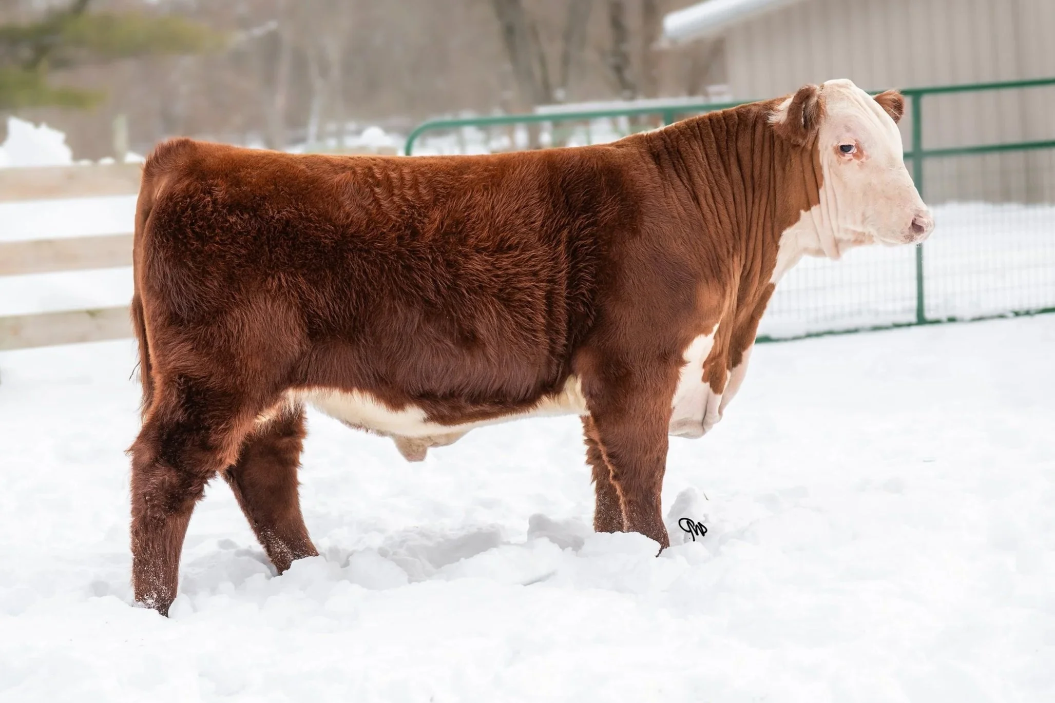 Selling as lot 403 Michigan Beef Expo 2026. Hereford bull. Grand Powercross 405F J08 N19