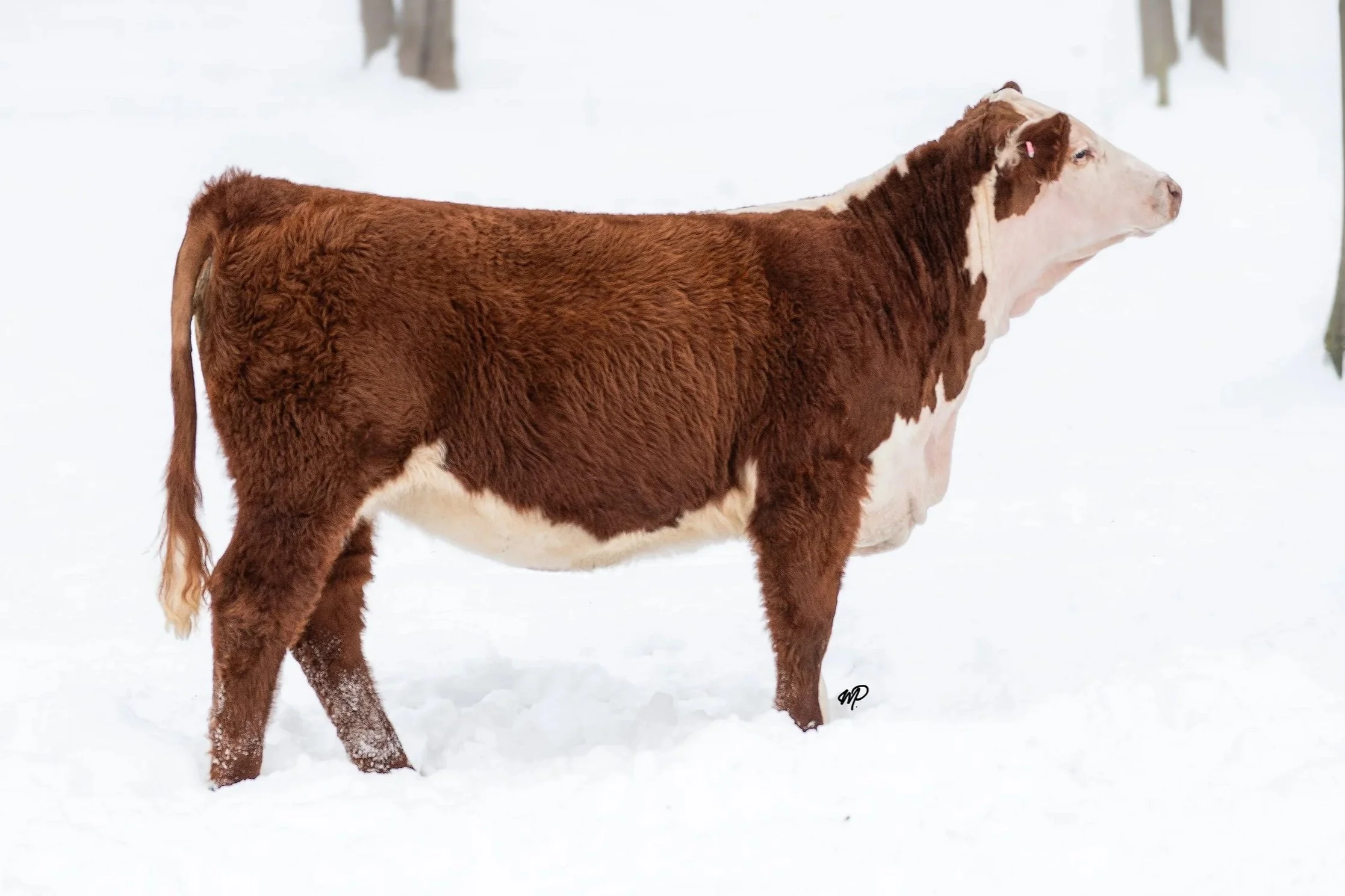 Lot 412 in Michigan Beef Expo. Hereford open heifer for sale. Grand Star Power K32 405F N18