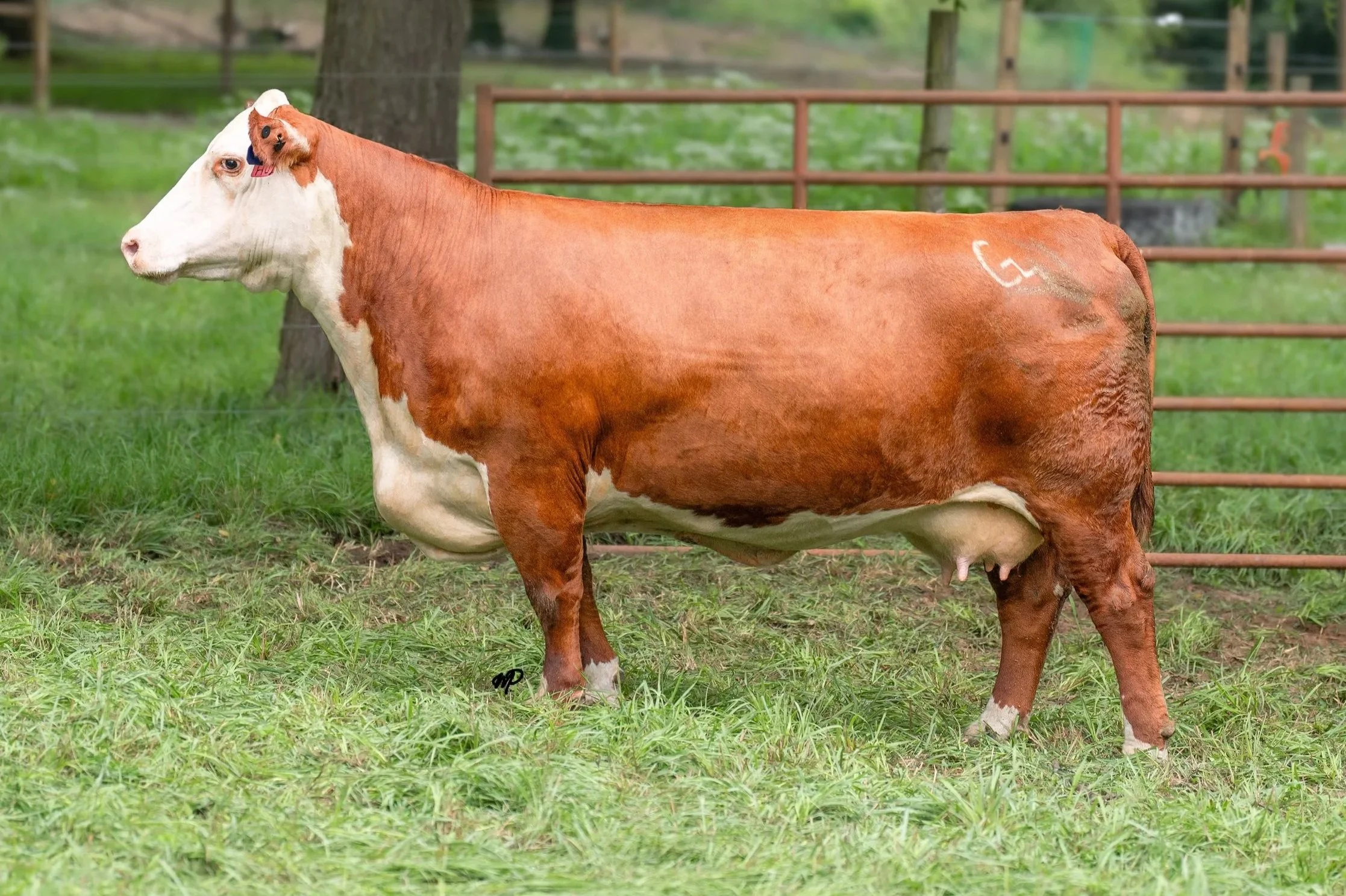 GMF-H02.jpg