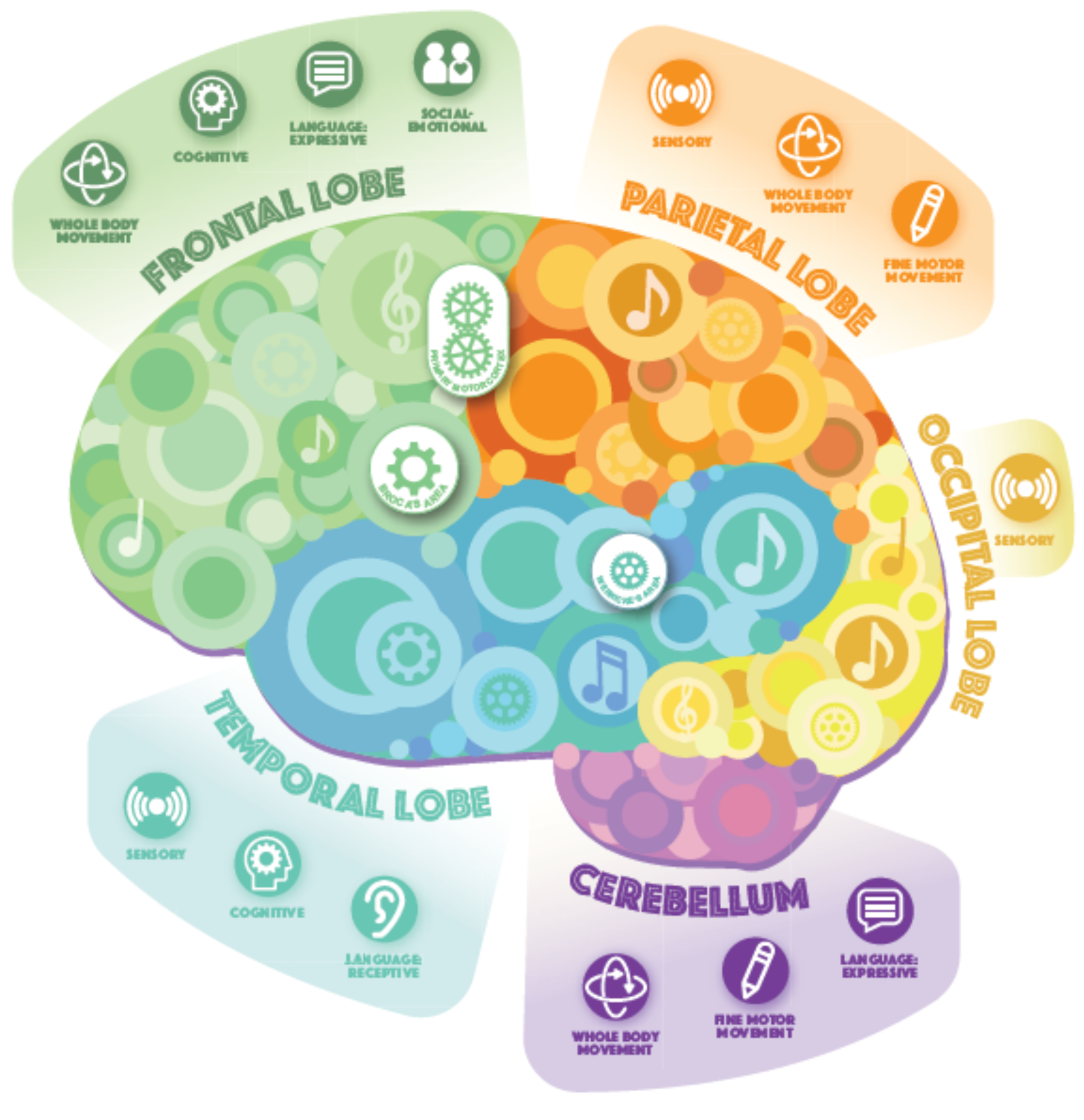 A diagram of the human brain showing different functions such as movement, sensory processing, cognition, and language and how children's music and movement classes can improve these.