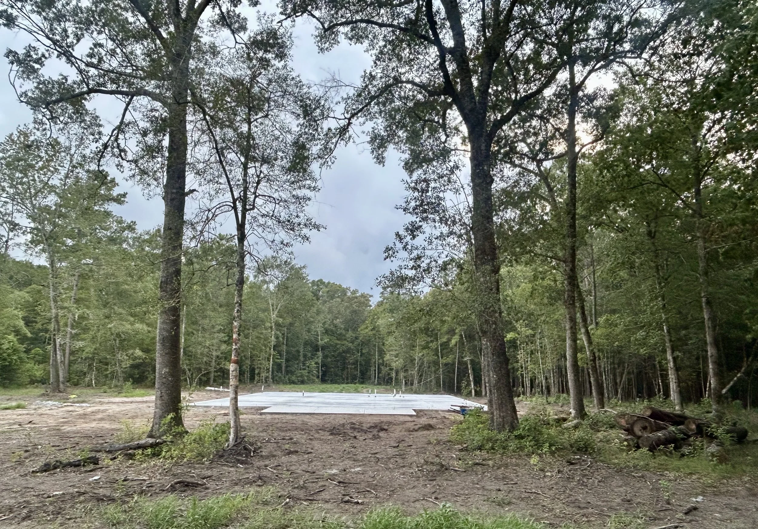 Trees in a wooded area with a cleared patch and a concrete slab, possibly for construction.