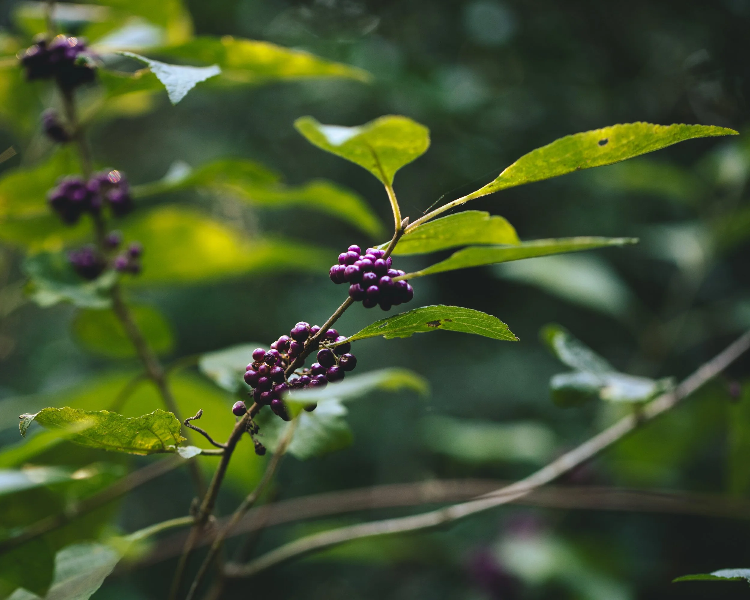 From the Primordial Mixture, Humanity