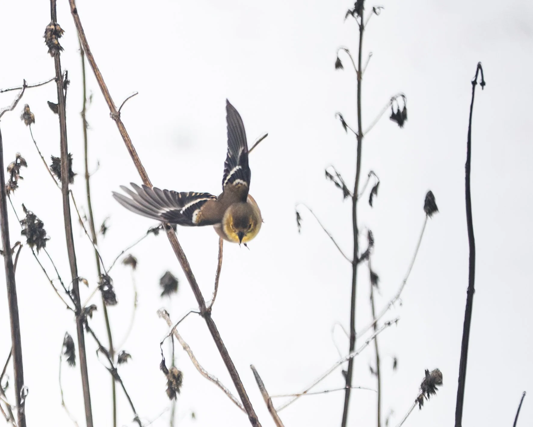 To Come Back Up with Seeds