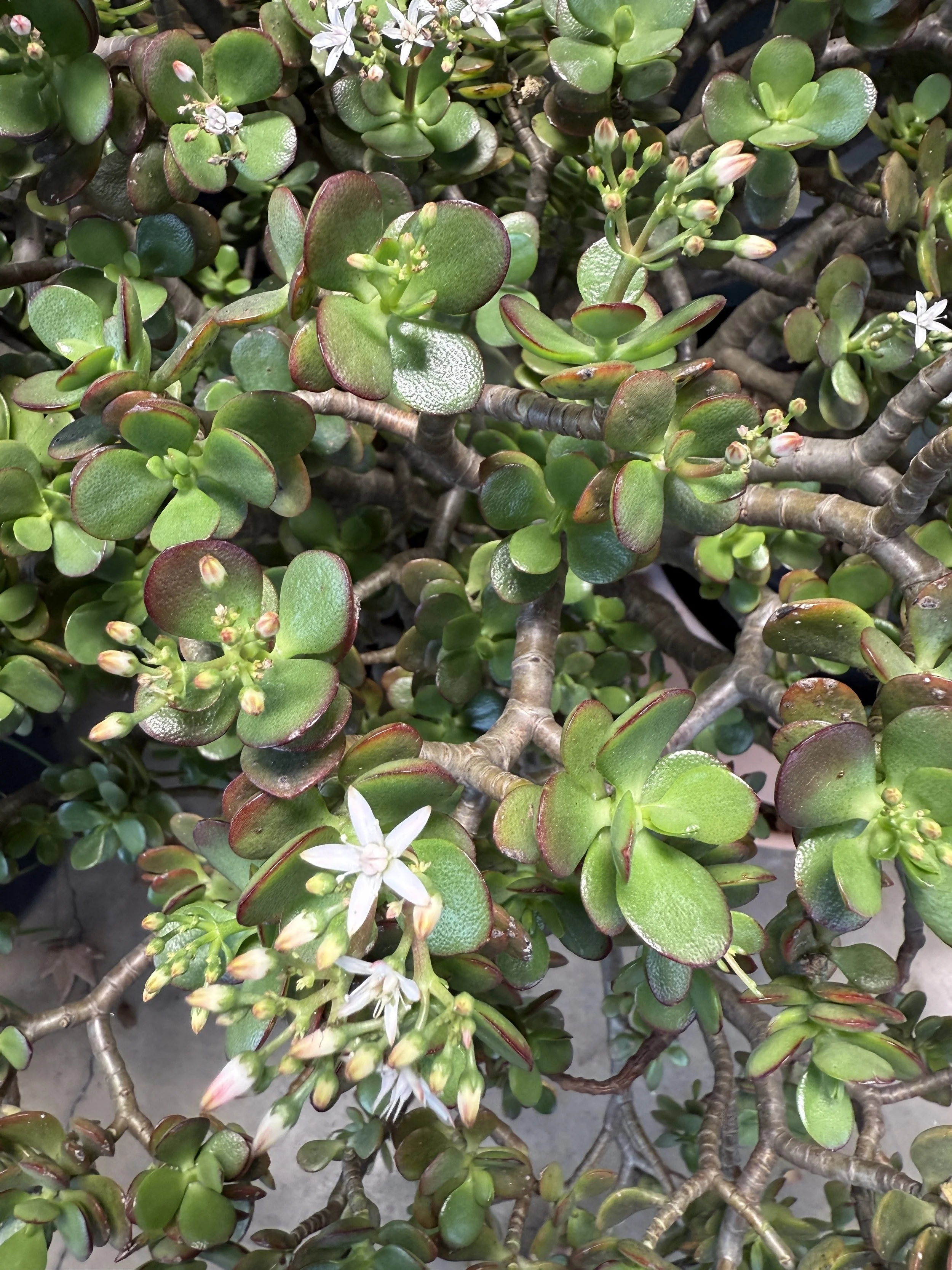 Close-up of a several small, round, green succulent leaves with reddish edges, some with small white flowers blooming and new flower buds.