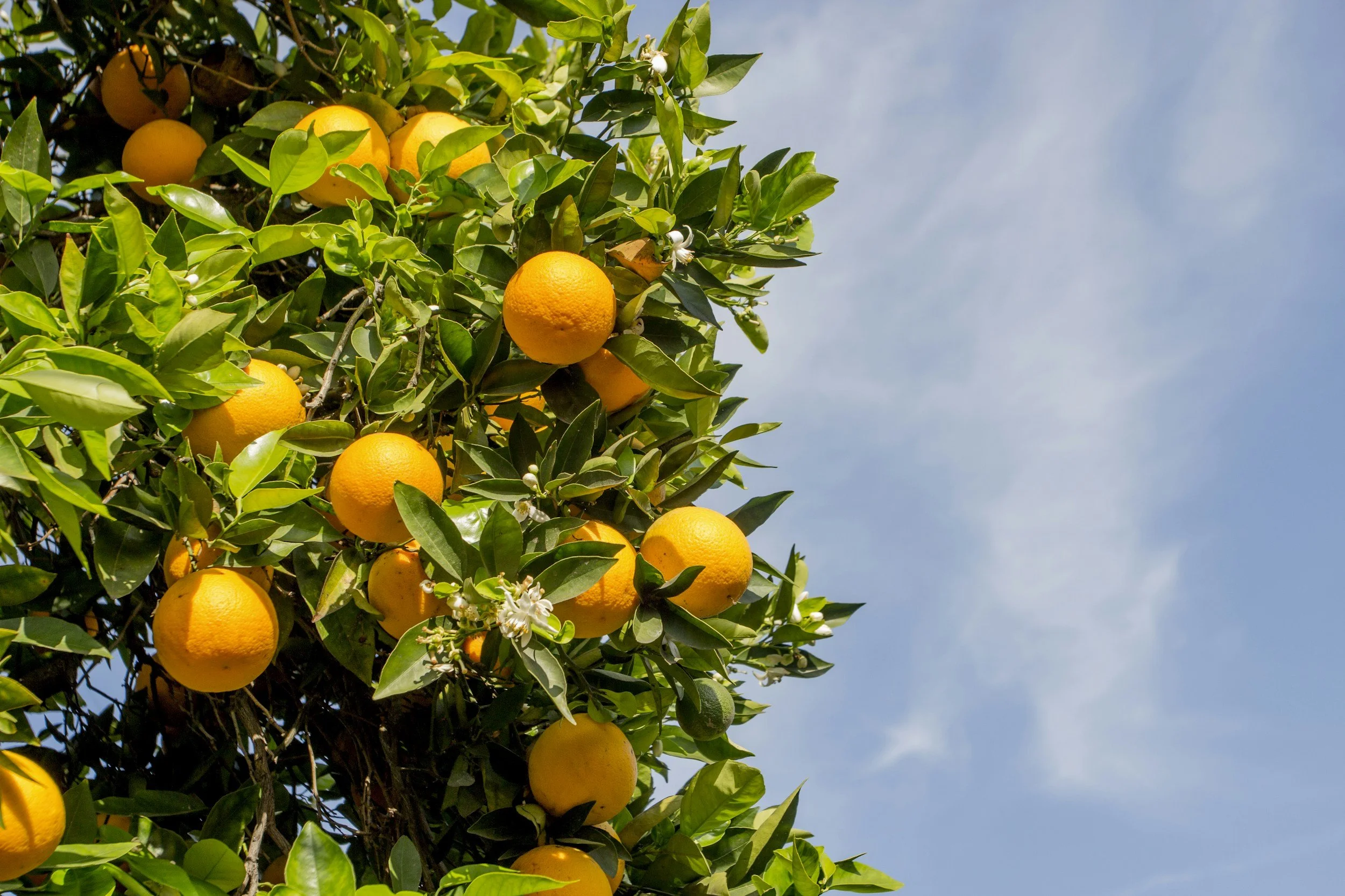 Orange tree with ripe oranges and green leaves against a partly cloudy sky.