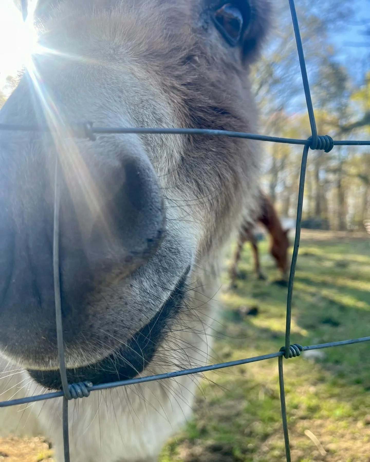 Close-up of a dog's nose pressed against a metal wire fence with sunlight in the background and another dog visible in the distance.