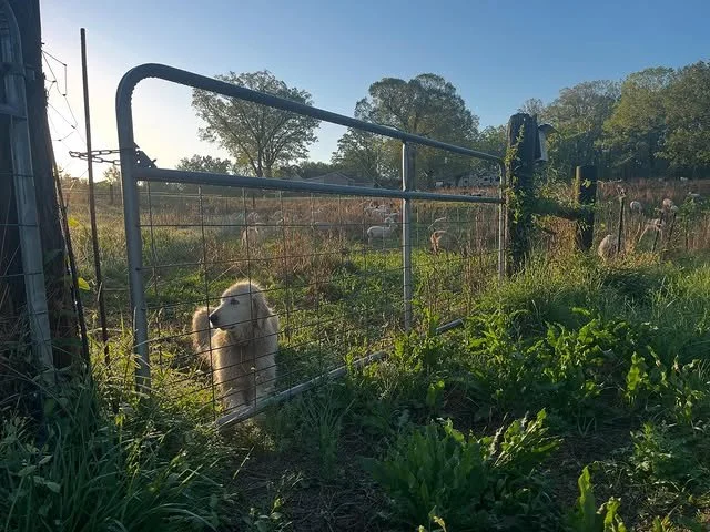A fluffy white dog standing on its hind legs, looking over a metal and wire fence at a farm or field during sunset.