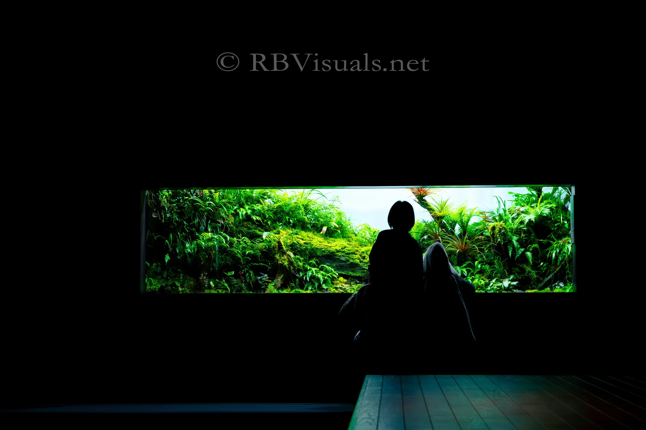 Silhouette of a child sitting and looking at a large indoor aquarium filled with green plants and aquatic life.