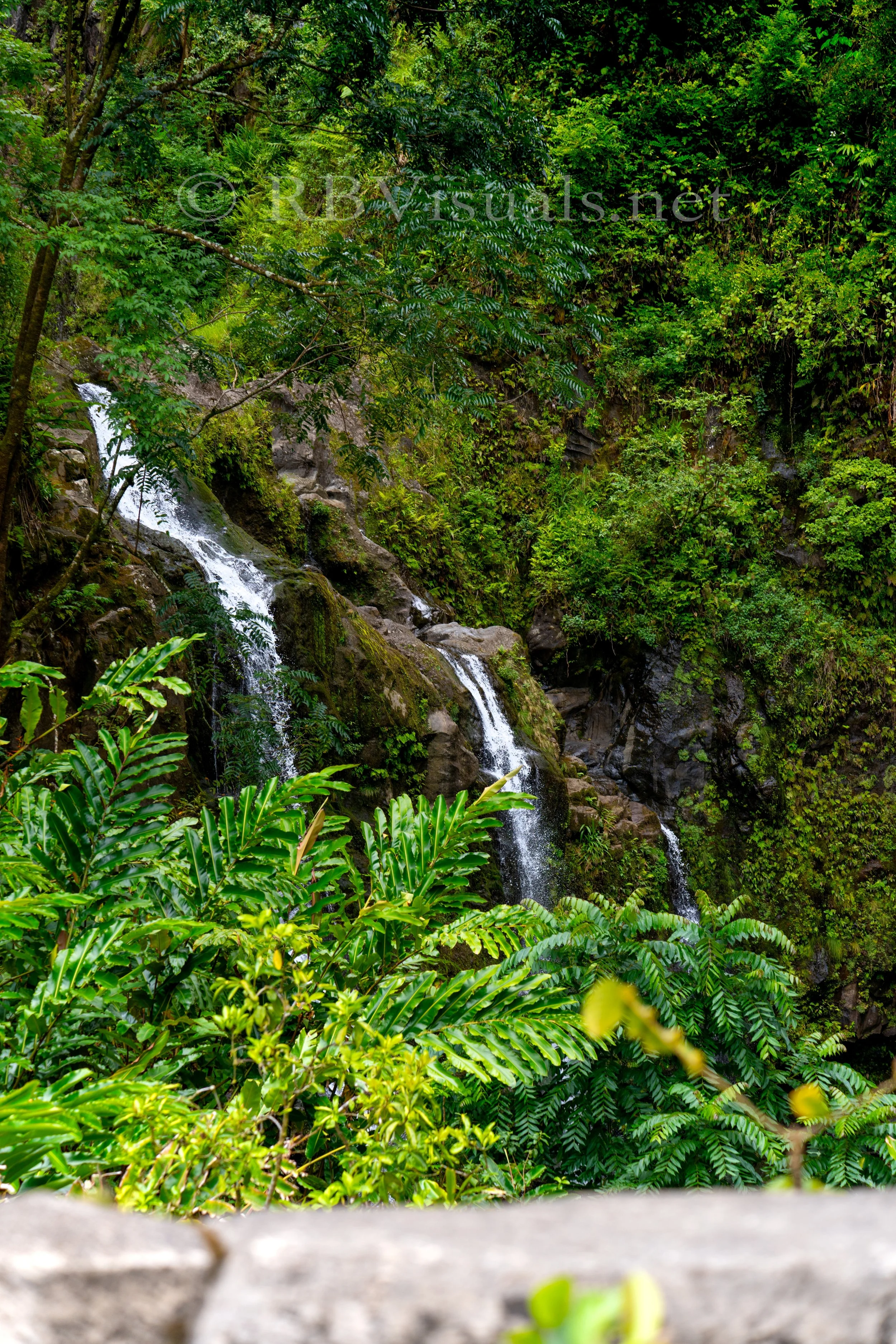 A lush green forest with a small cascading waterfall flowing over rocks.