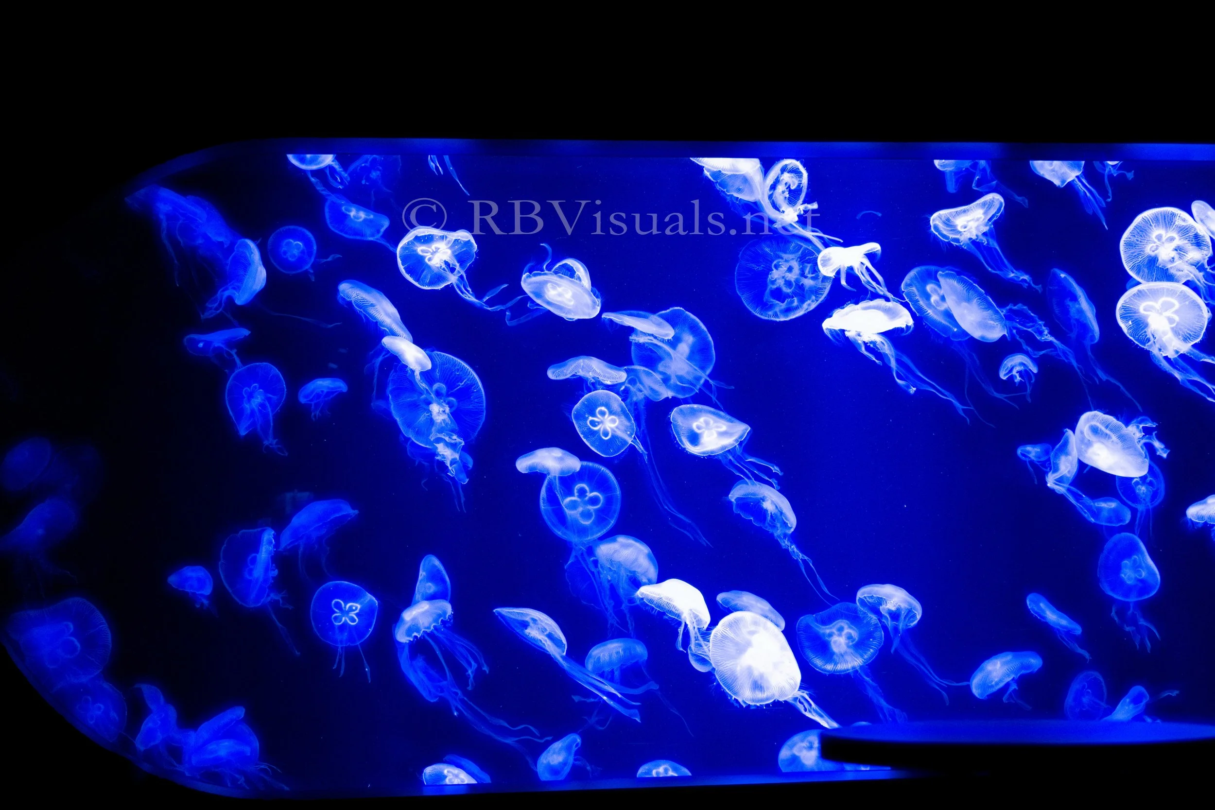 AOAO Sapporo, Sapporo, 2024