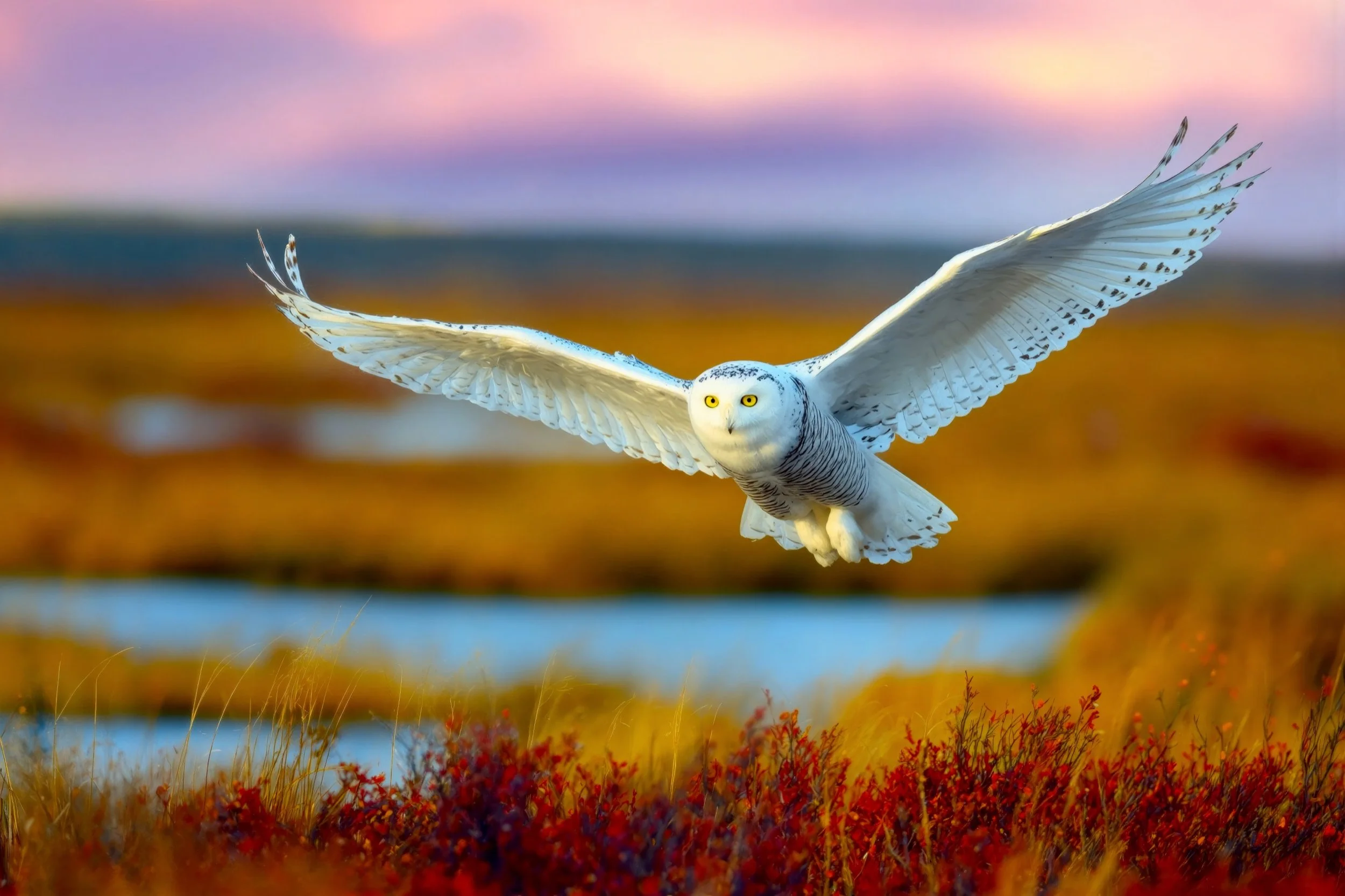 Snowy Owl in Flight