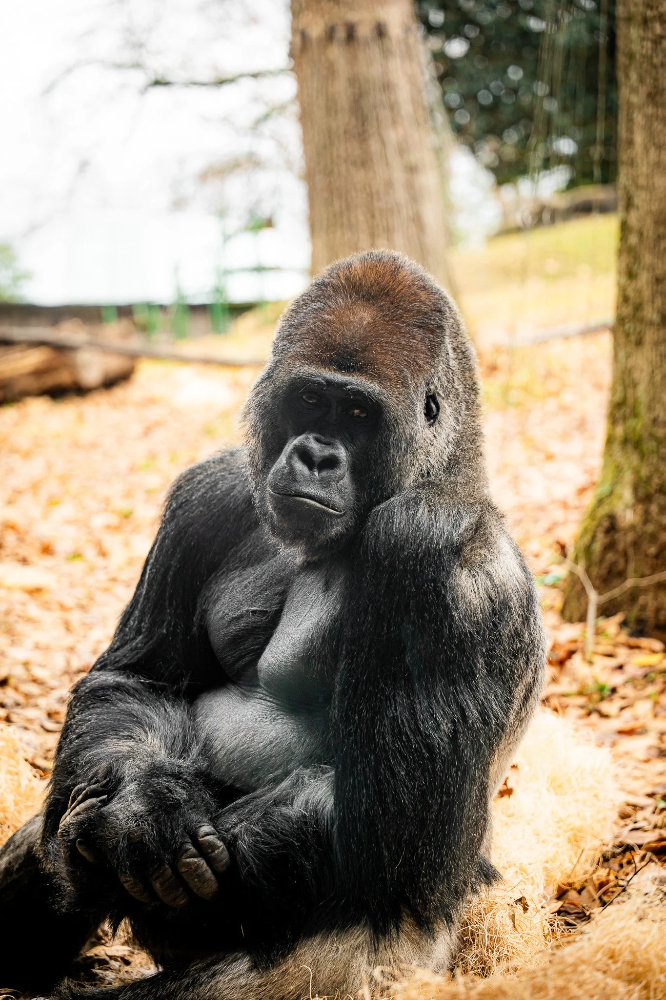 A gorilla sitting on the forest floor with a thoughtful expression, surrounded by trees and fallen leaves.