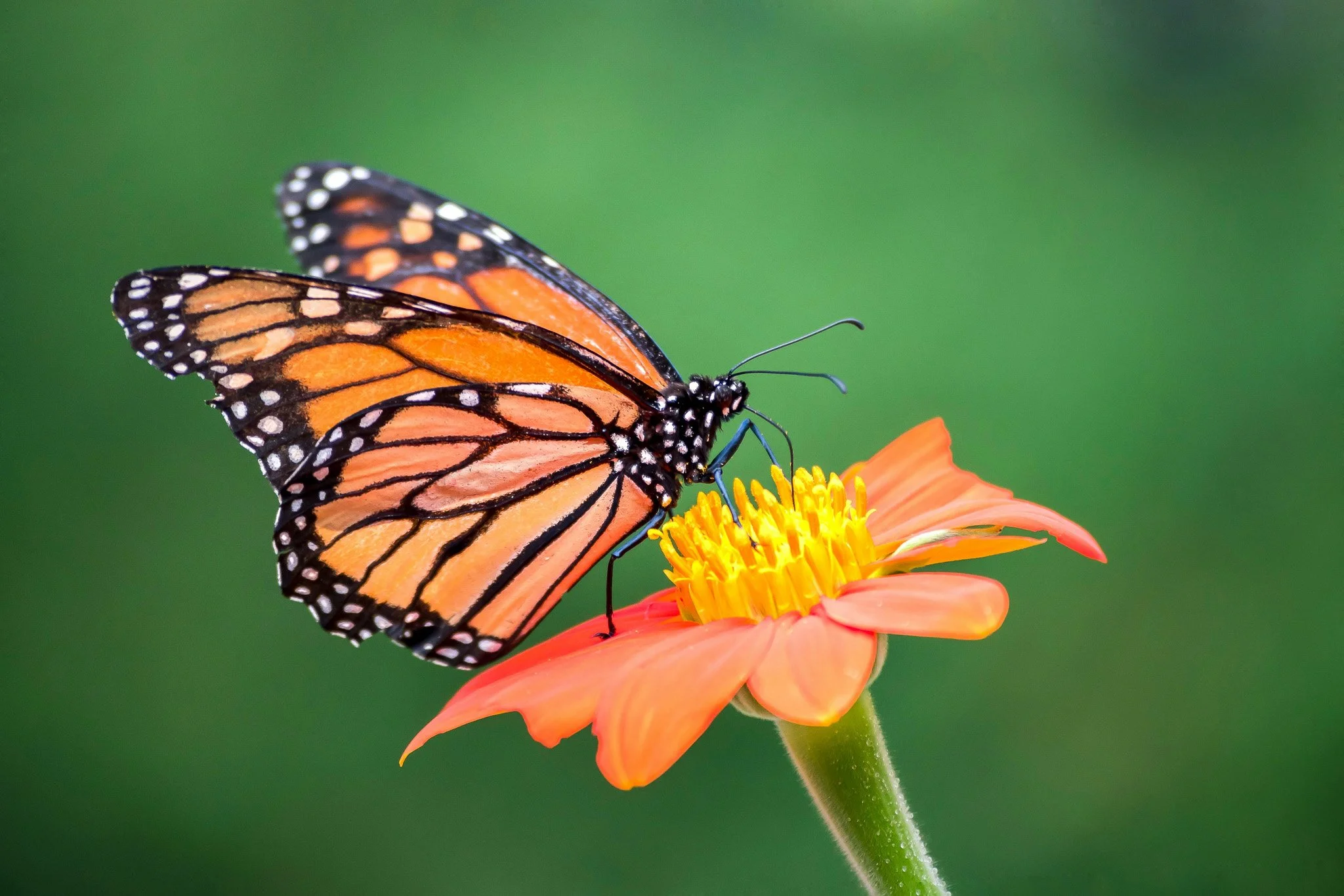 A monarch butterfly perched on an orange flower with a green blurred background.