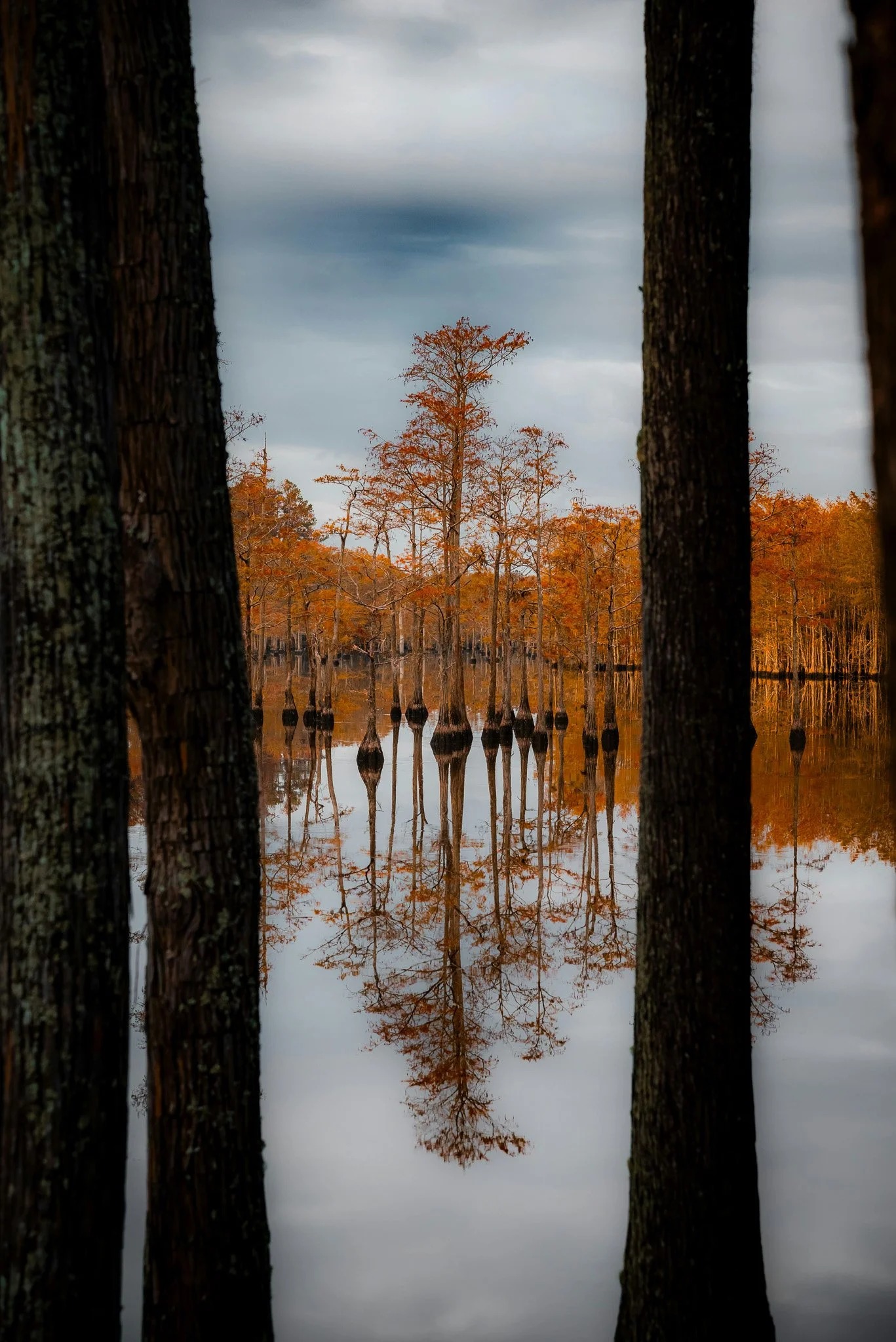 Flooded forest with tall trees and reflections in the water, under a cloudy sky.