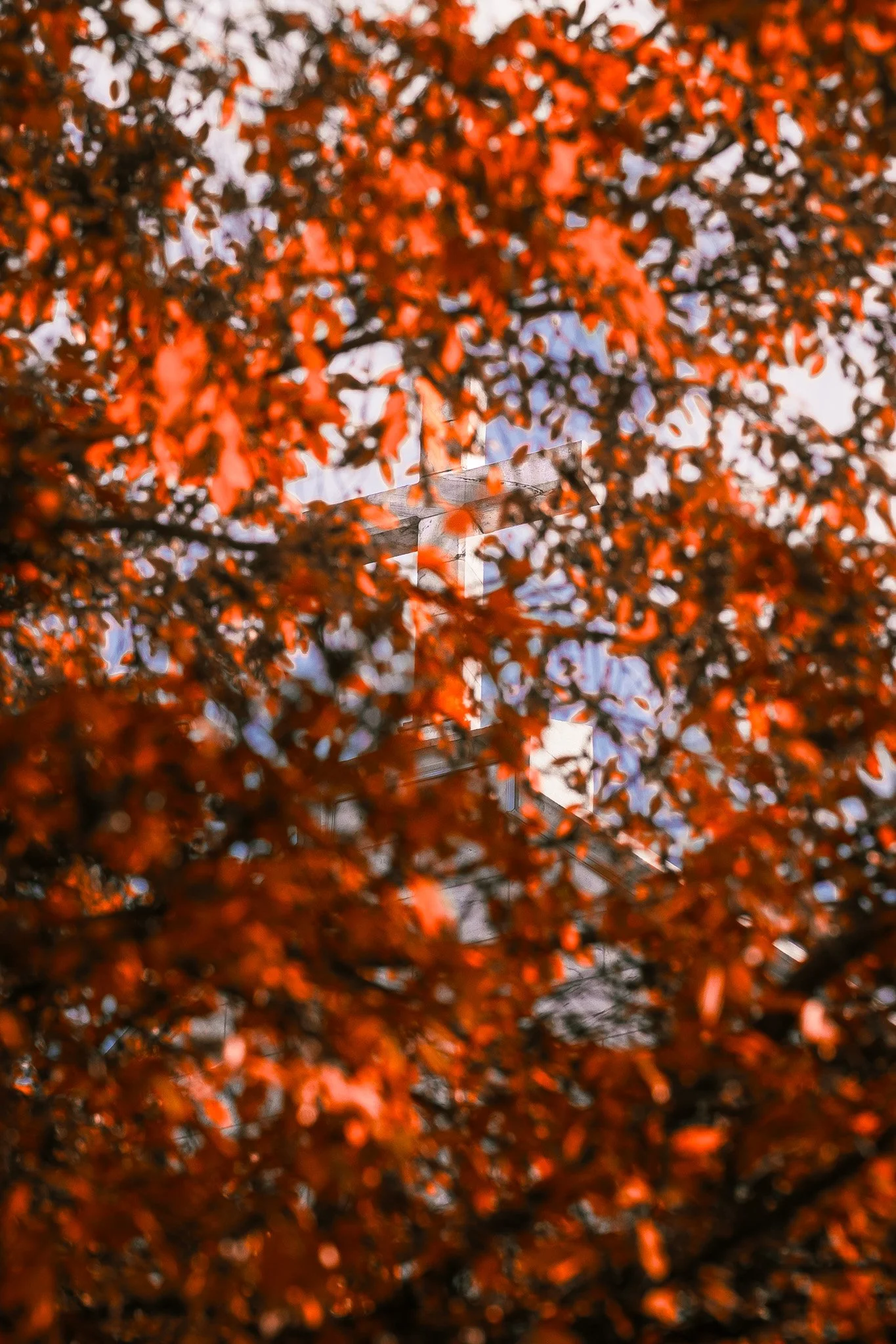 A cross framed within vibrant red autumn leaves and branches.