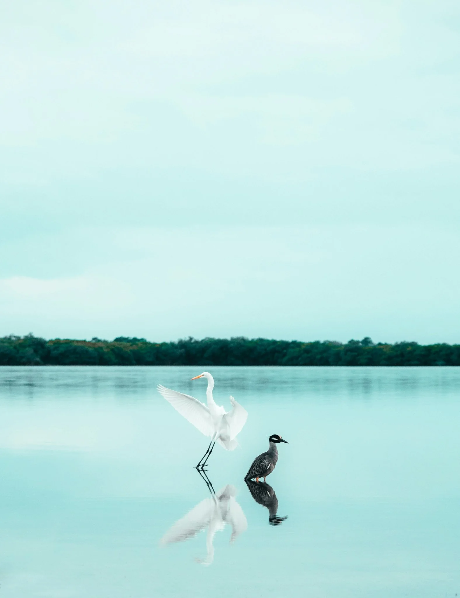 A white heron and a black coot standing in calm water with reflections, and a distant green tree line under a pale sky.