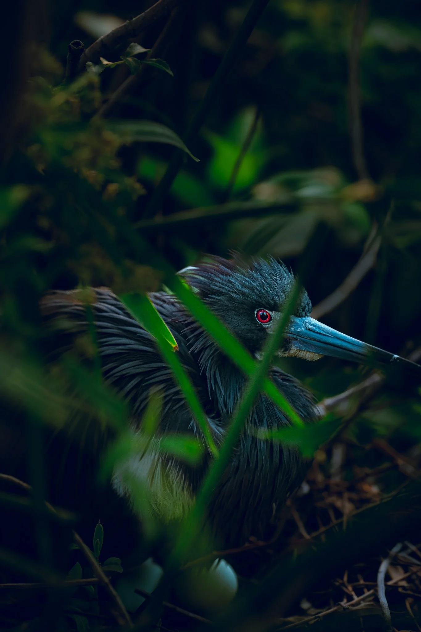 A close-up of a bird, possibly a green heron, nestled among green foliage and branches in a natural habitat.
