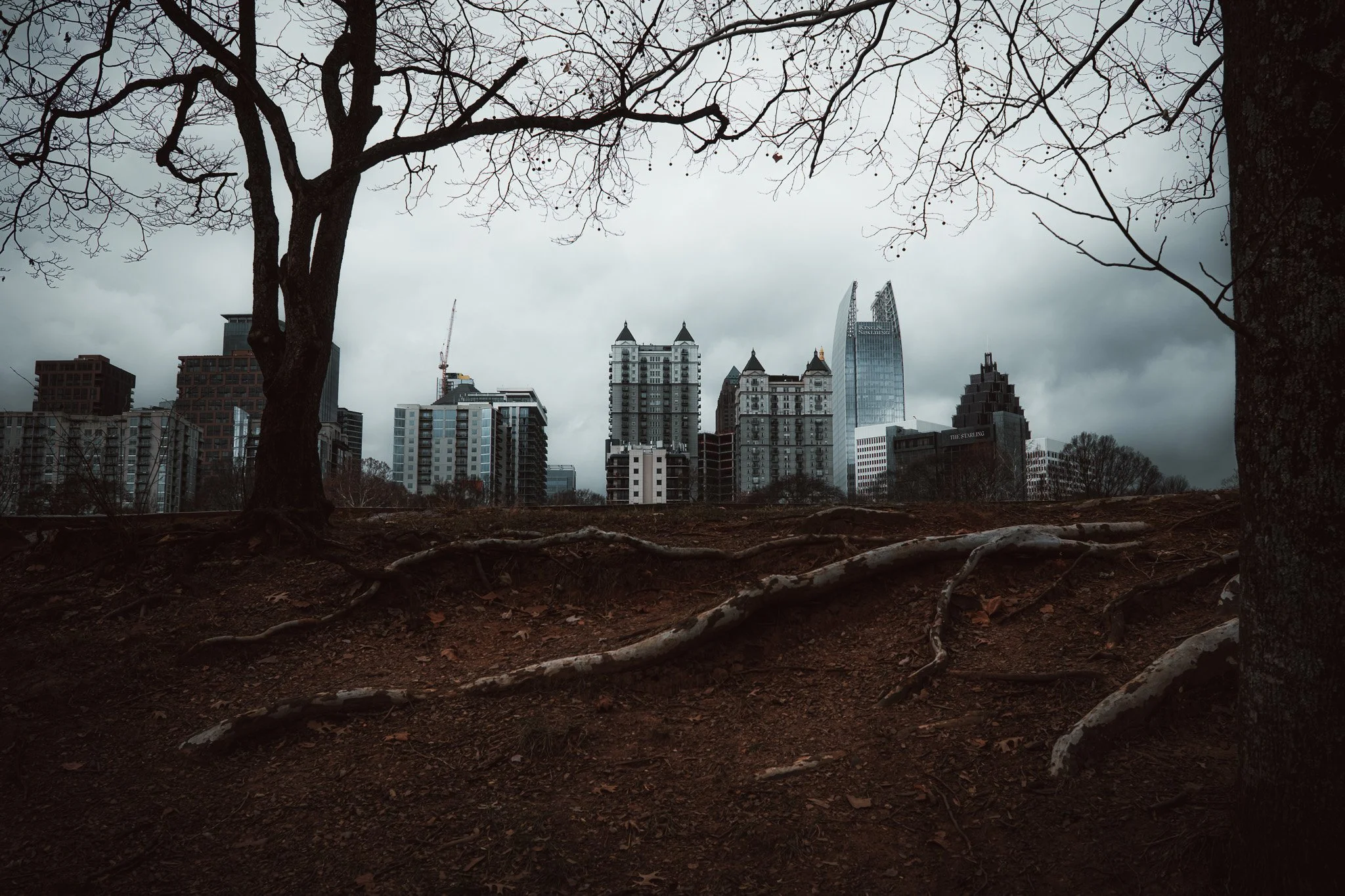 City skyline with tall buildings viewed through leafless trees in a park with exposed roots and dark soil.