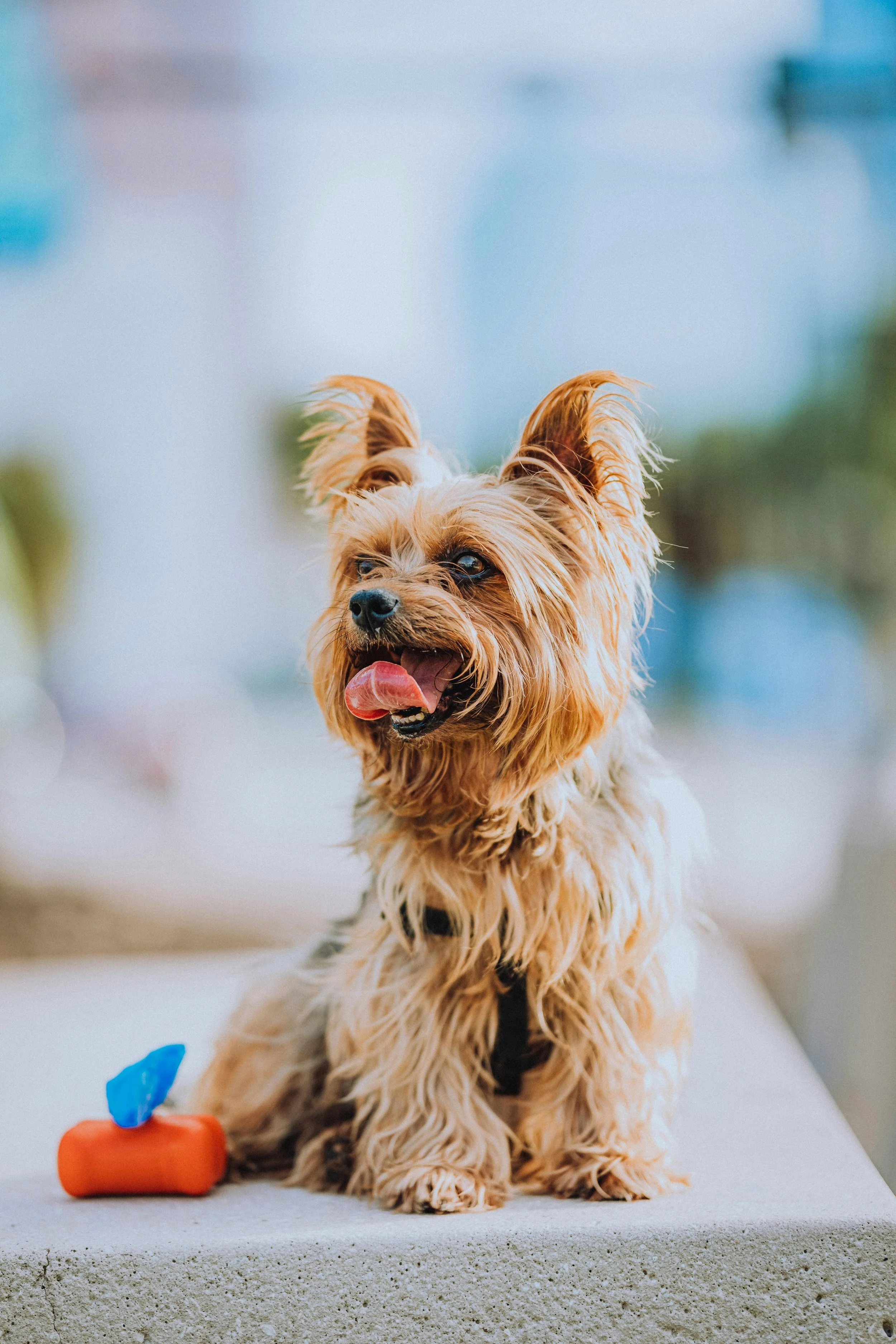 A small, tan, fluffy dog sitting on a concrete surface outdoors, with a toy in front of it and a blurred background.