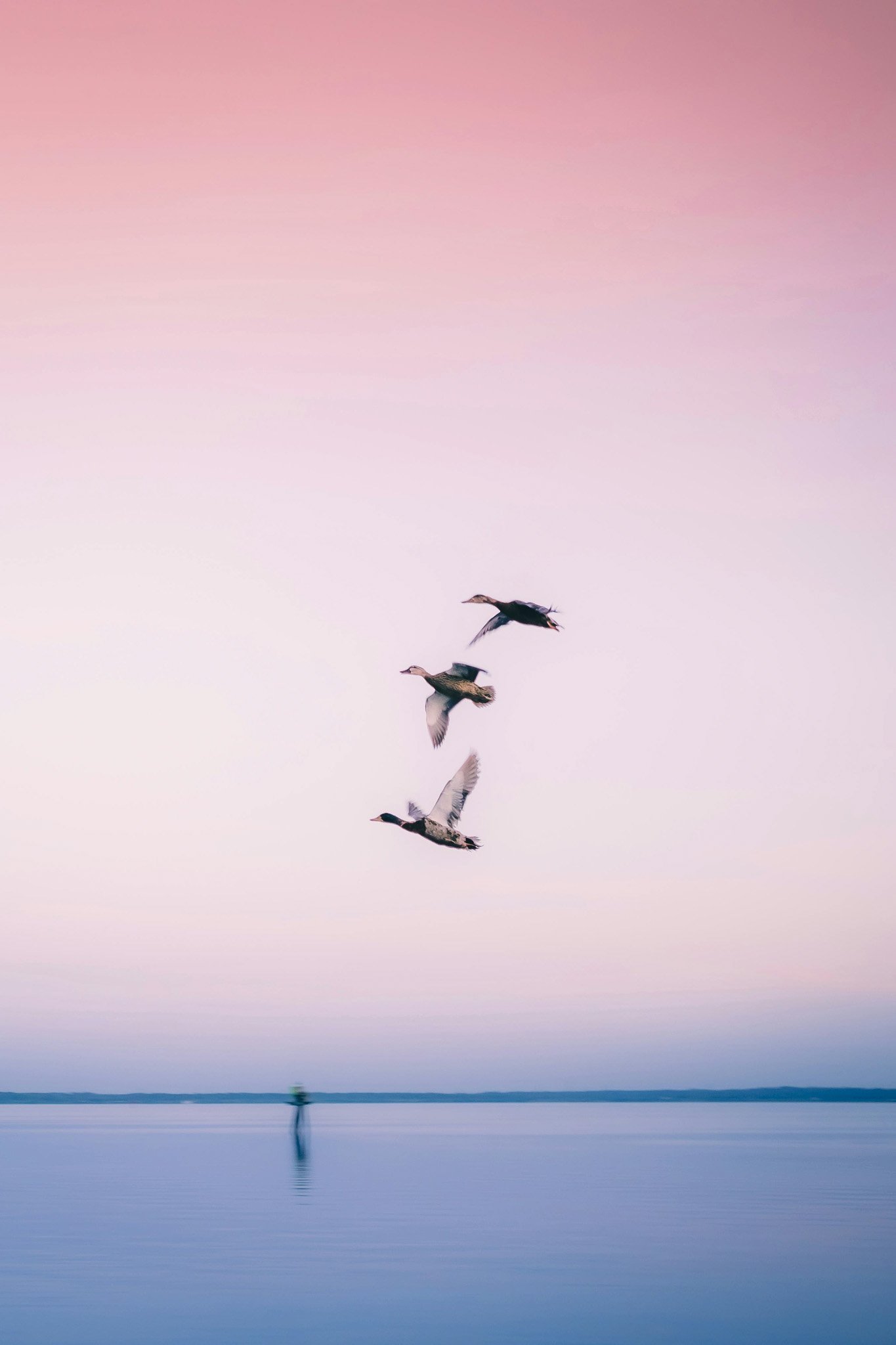 A group of four ducks flying over a body of water with a person in a small boat visible in the distance under a pink and purple sky.