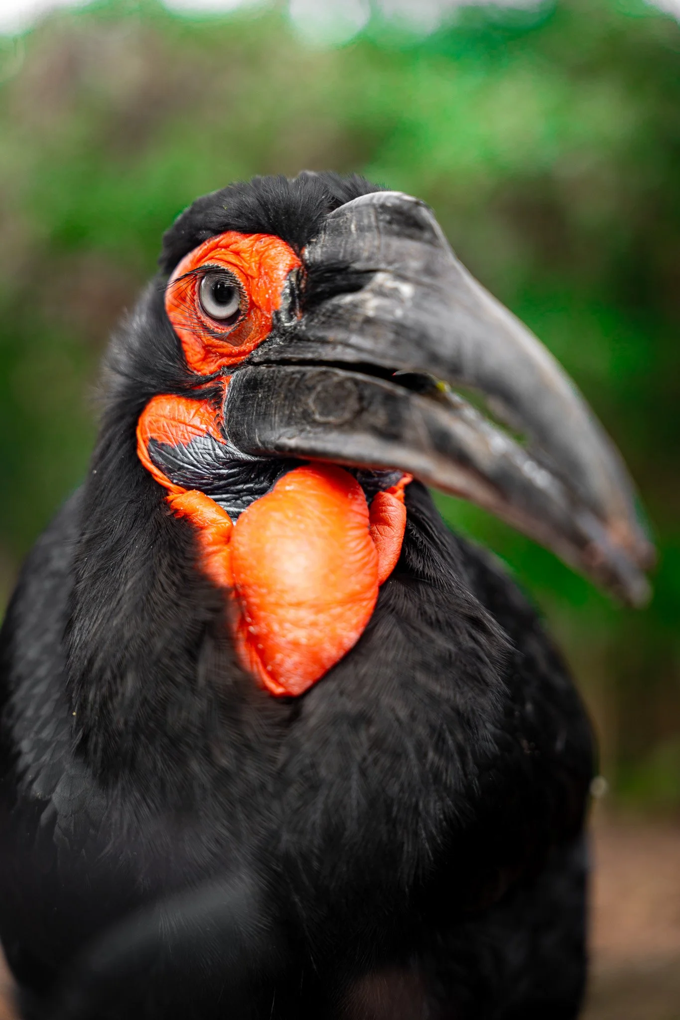 A close-up of a hornbill bird with a large curved beak, red skin around its eye and neck, and black feathers, set against a blurry green background.