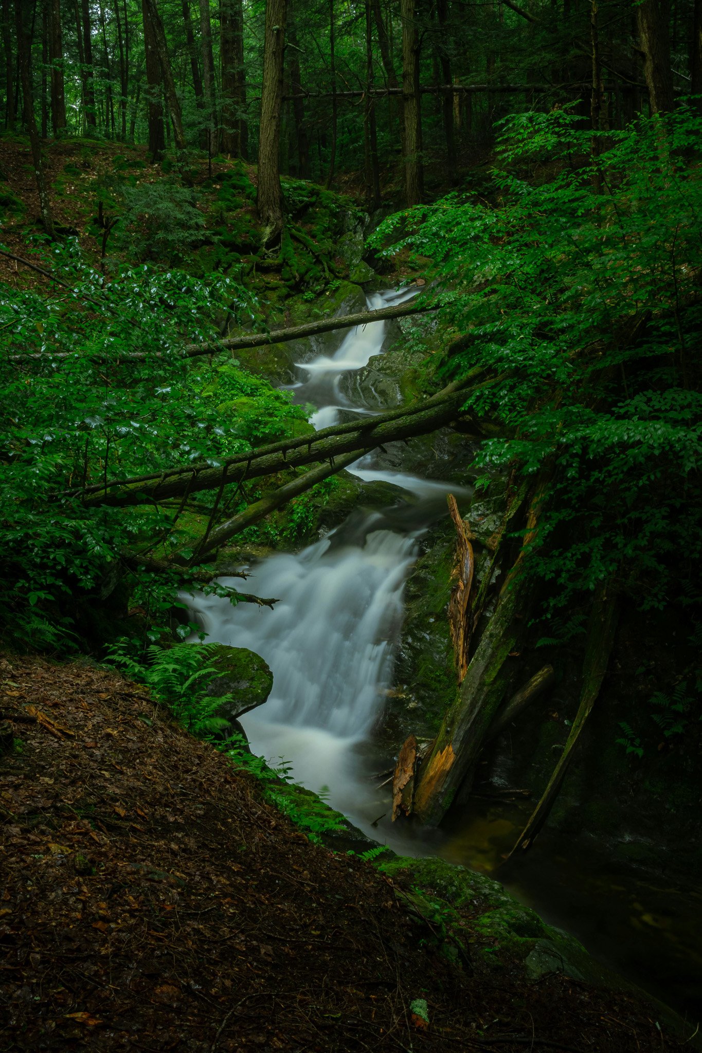 A small waterfall flowing through a lush green forest with trees and various foliage.