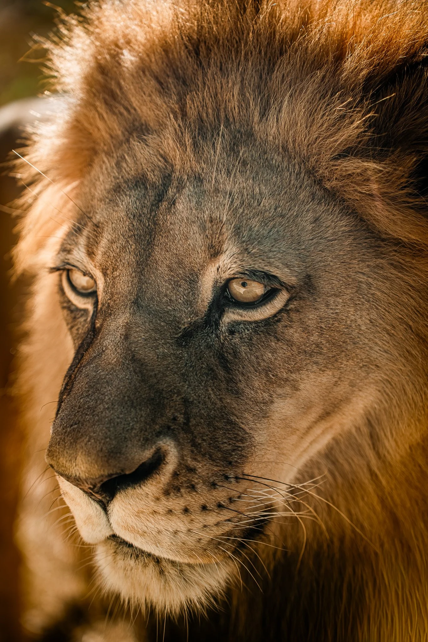 Close-up of a lion's face with a detailed view of its eyes, nose, and mane.