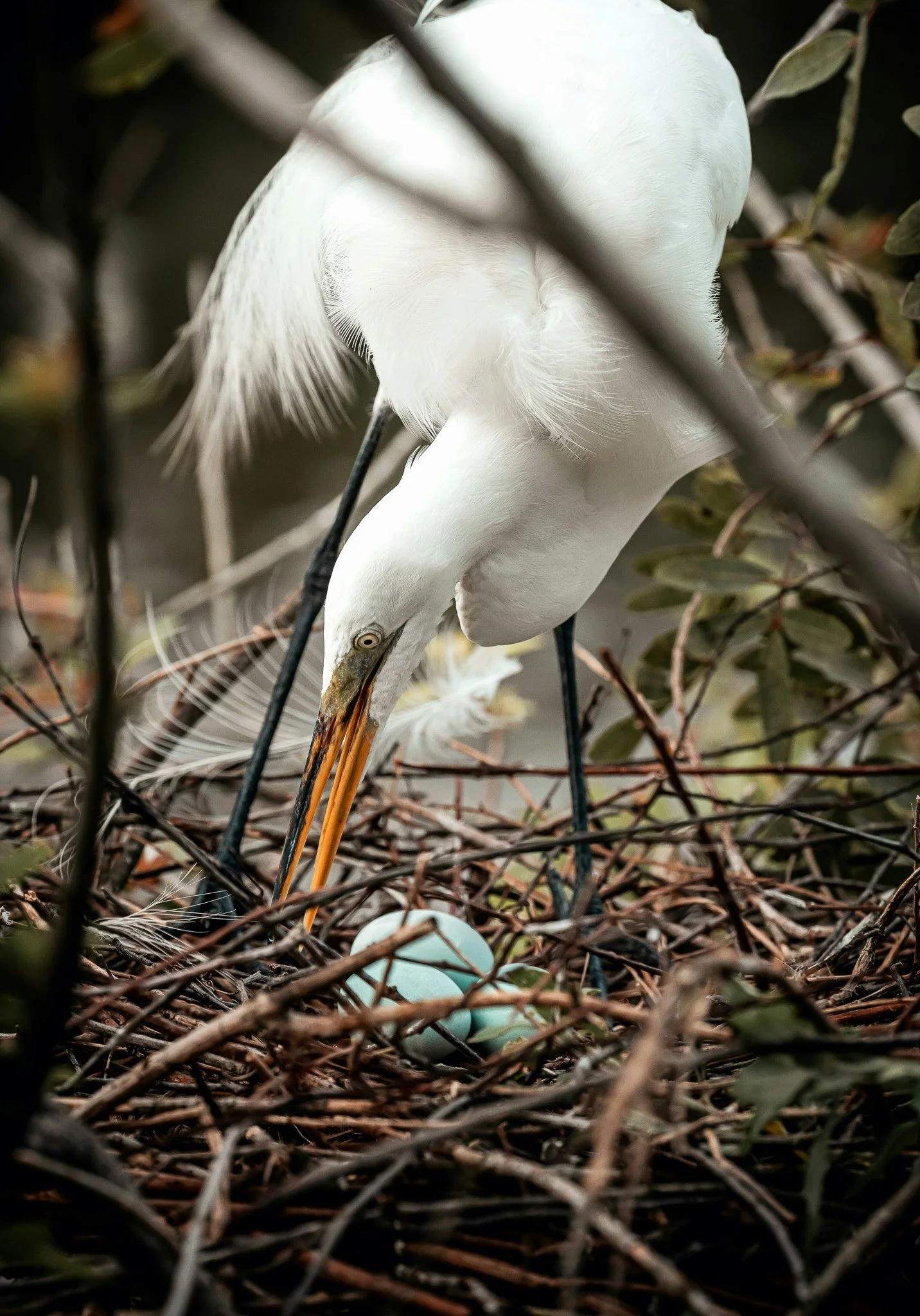 A white heron tending to its nest with blue eggs in the nest below.