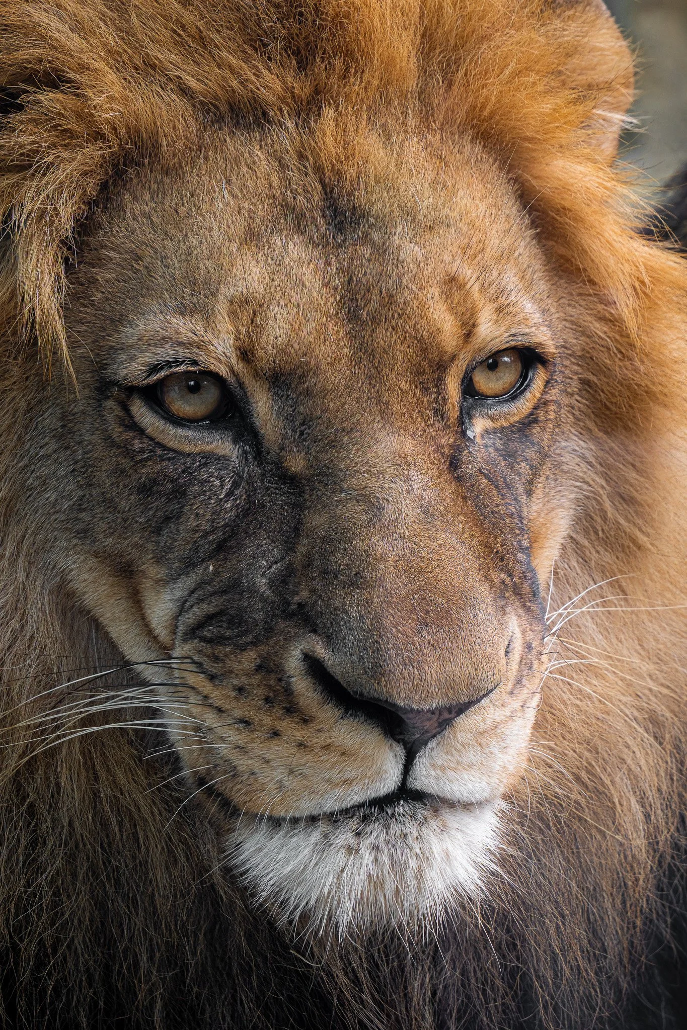Close-up of a lion's face with golden eyes, a mane, and detailed fur.