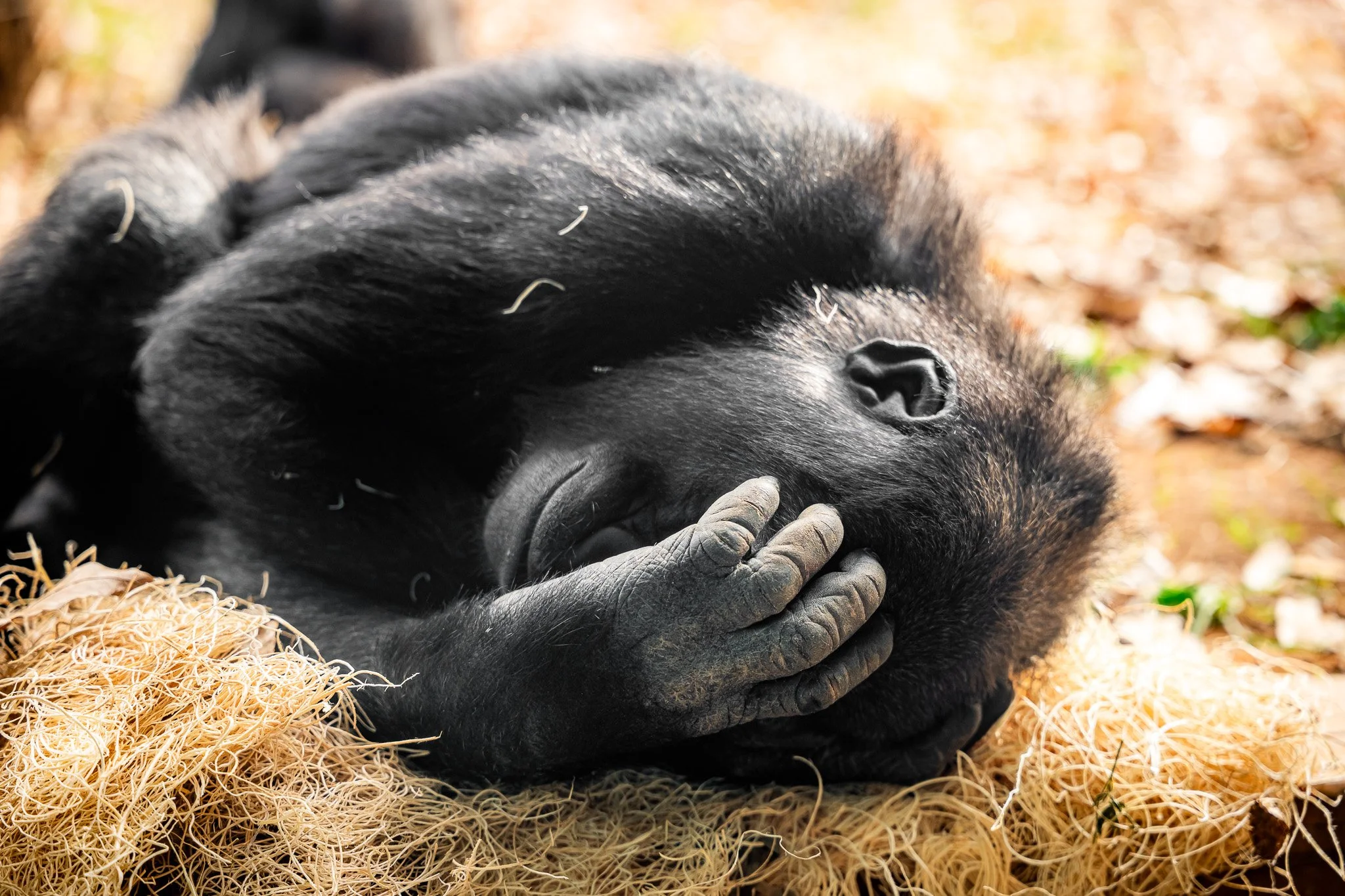 A young gorilla lying on a bed of straw, with one hand covering part of its face, resting outdoors surrounded by fallen leaves.