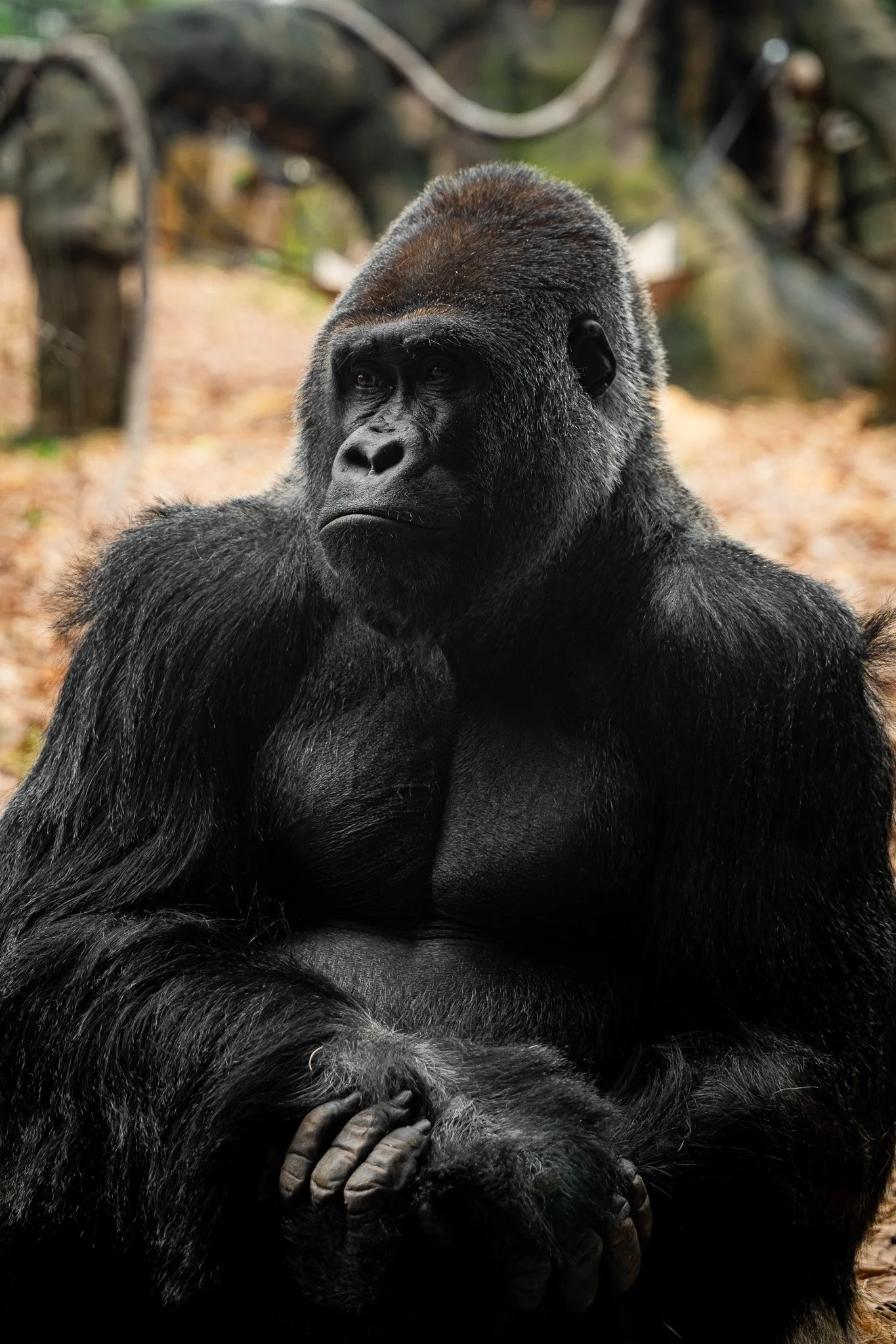 A large adult gorilla sitting outdoors with a thoughtful expression, black fur, and a background of browns and greens.