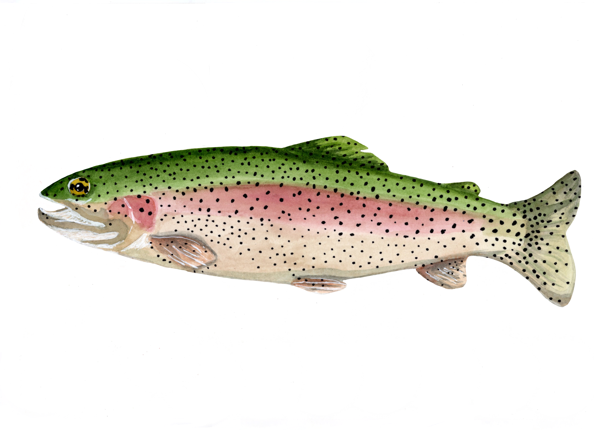 Rainbow Trout, Watercolor & Ink, 2022.