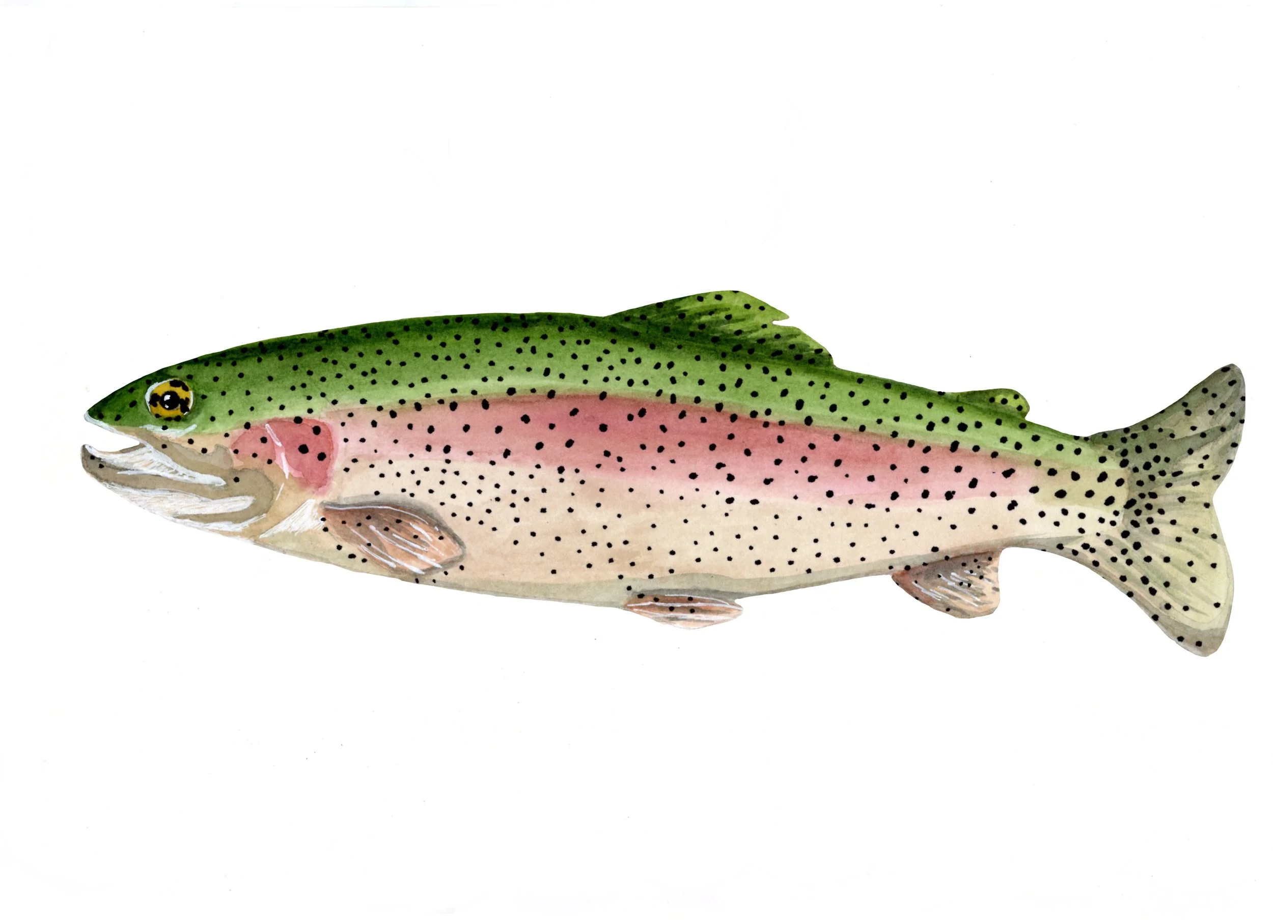 RainbowTrout copy 2.jpg