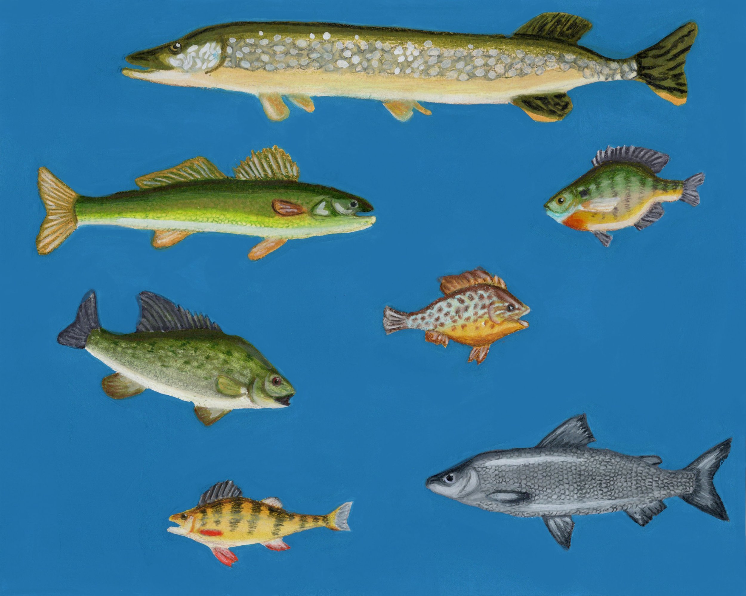 Page 7: Different species of fish found in Lake Superior, Mixed Media, 2024.